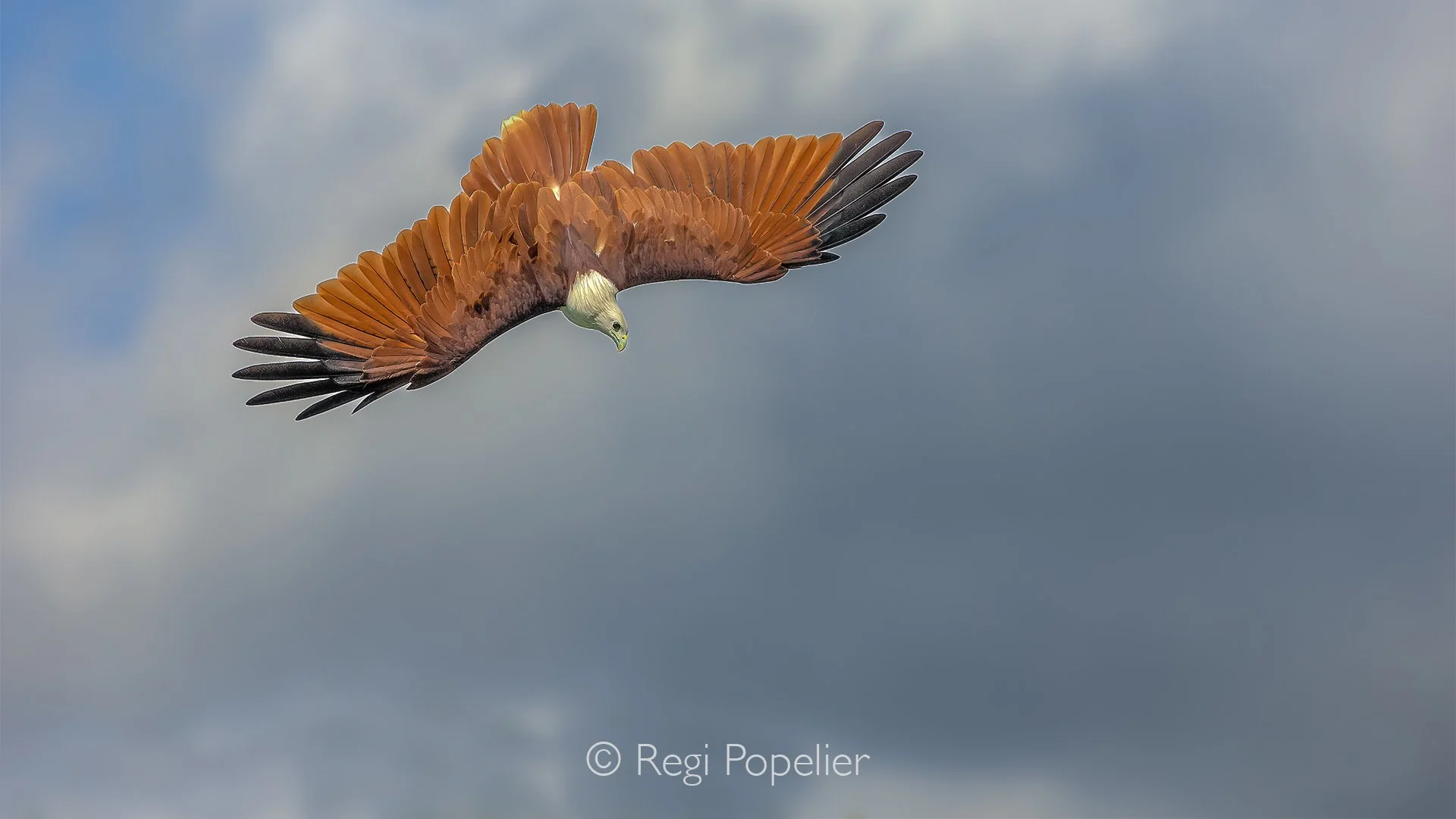 MALAS001 - Brahmyni Kite in full dive, in attempt to go for its prey. 