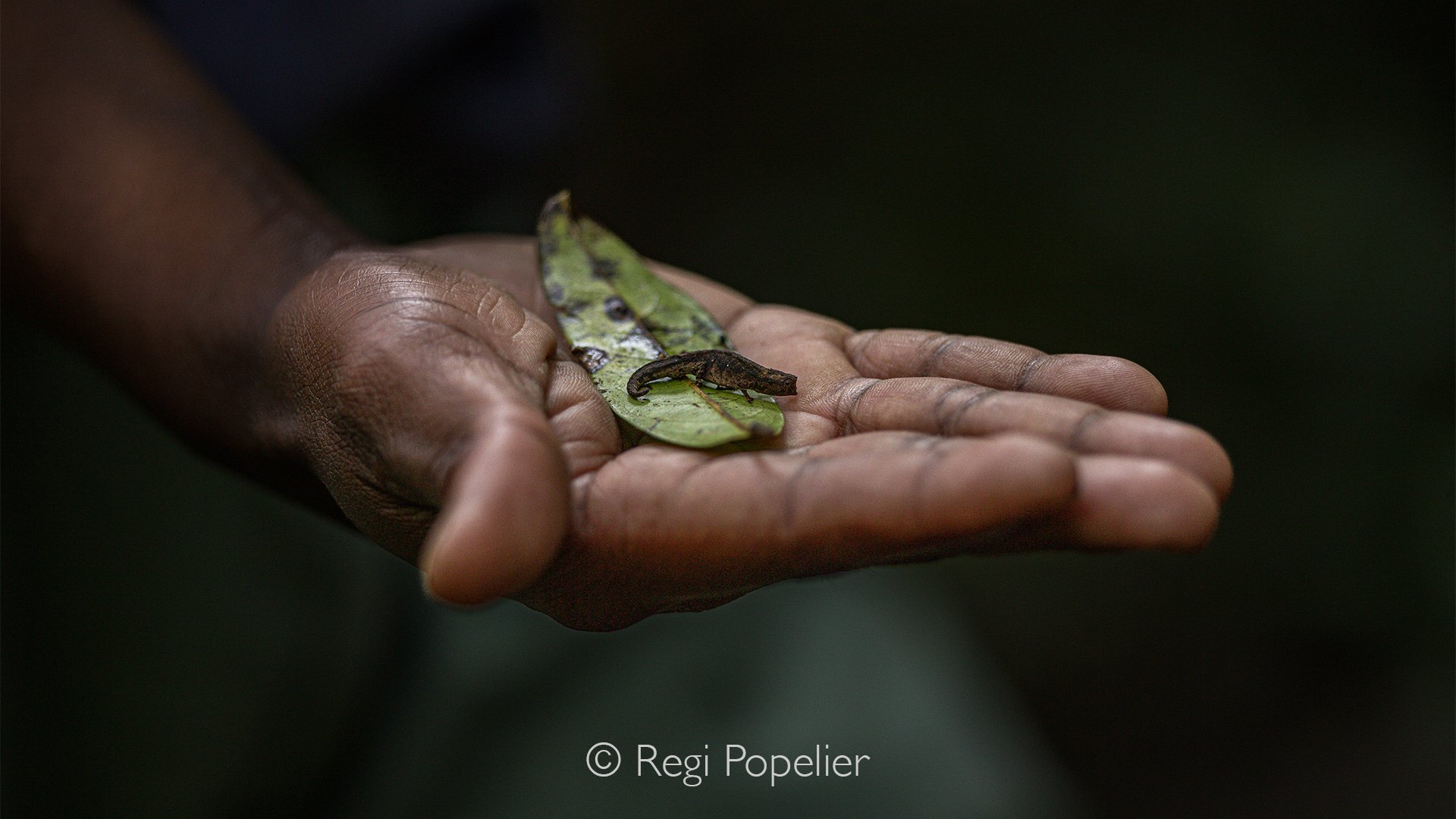 MADA002 - Brookesia Nana one of the smallest chameleons in the world 