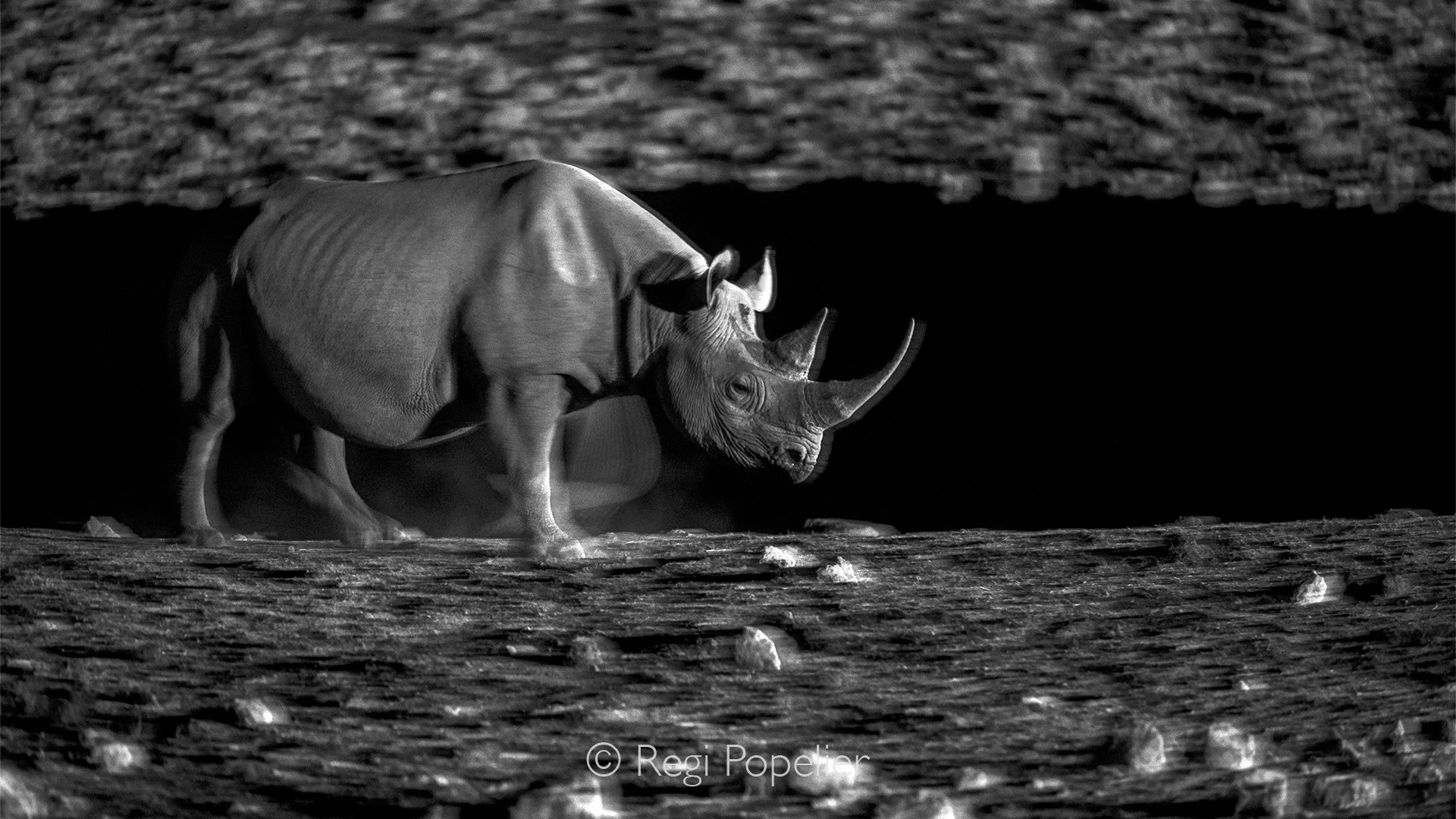Namibia075 - Utilizing a slow shutter speed behind the safety fence at Okaukuejo waterhole creates a striking visual effect. While the environment remains locked in sharp focus, the gentle movement of the black rhino dissolves into a velvety blur, pe