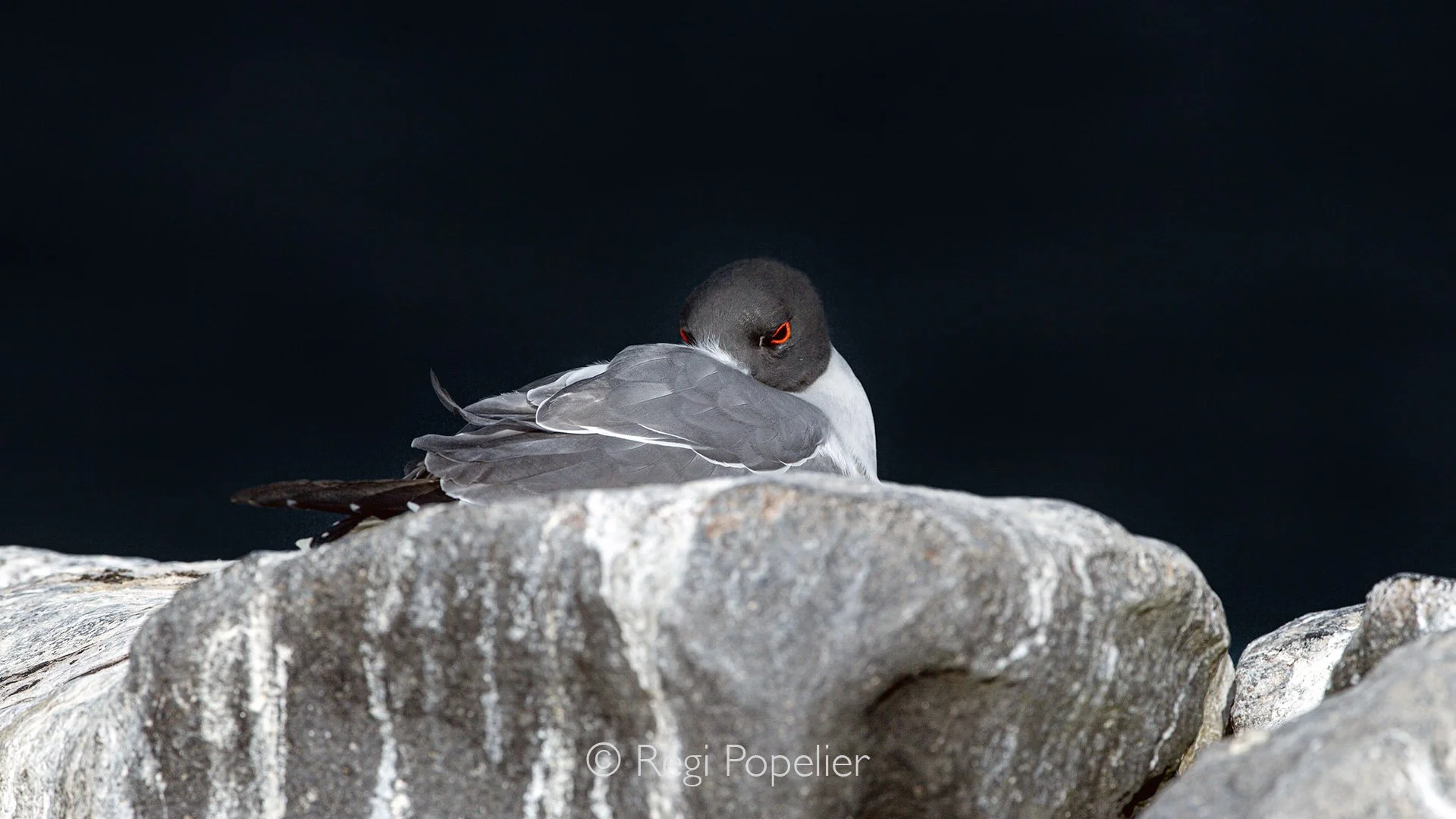 GAL001 - Swallow-tailed Gull resting.