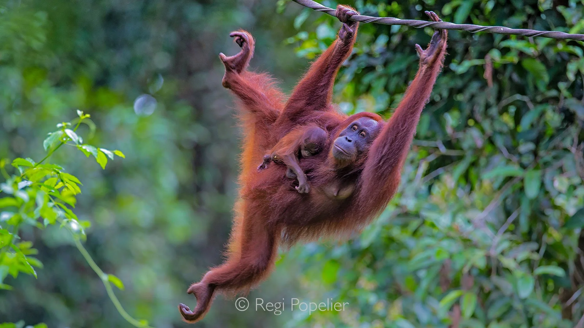 BOR016 - From the treetops to the forest floor: a mother orangutan with her baby in Sepilok.
