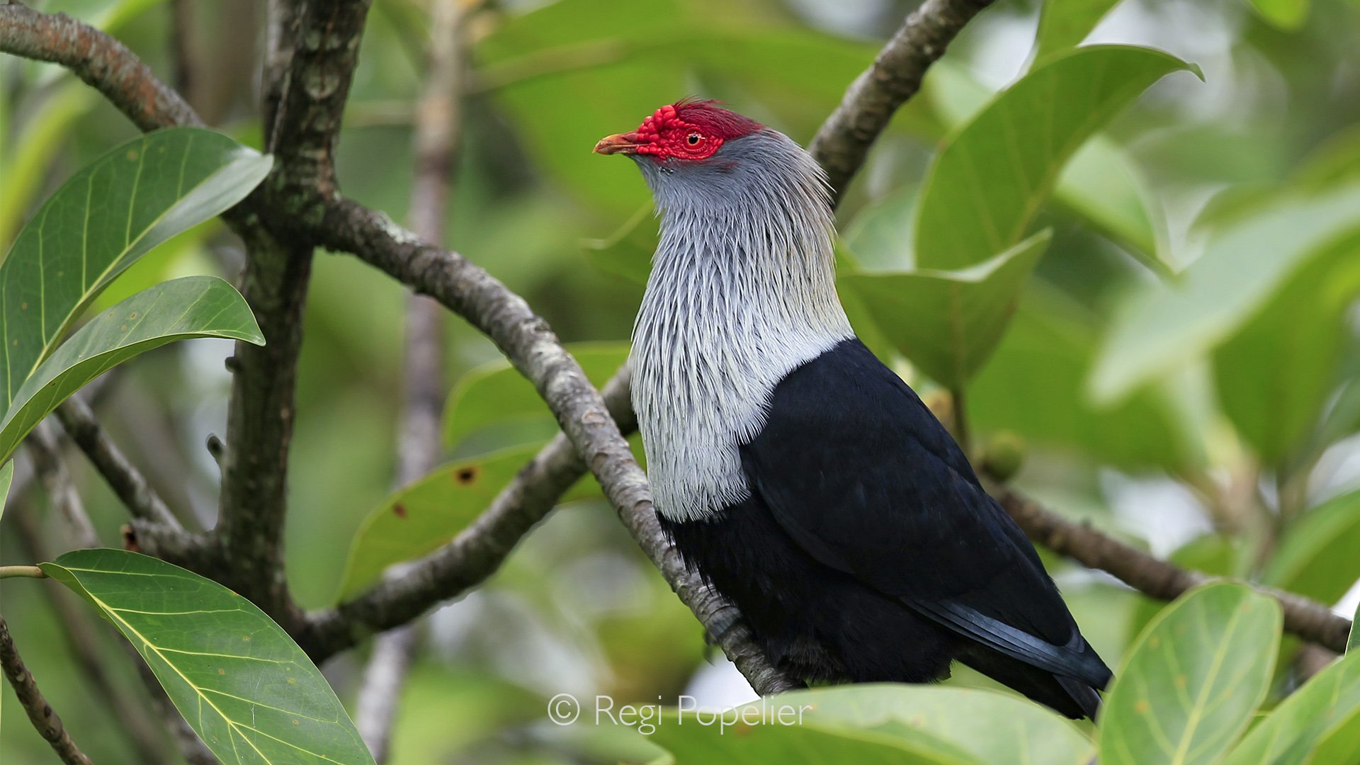Seychelles014 -  Perched quietly on a branch, the Seychelles blue pigeon reveals its remarkable colours, a beautiful symbol of the islands’ unique wildlife.