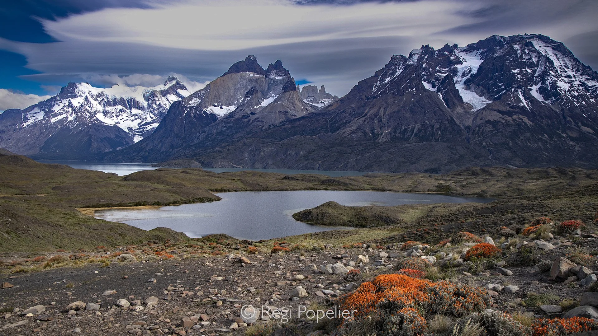 CHILI006 - Contrast between the massive mountains and the blooming Anarthrophyllum desideratum