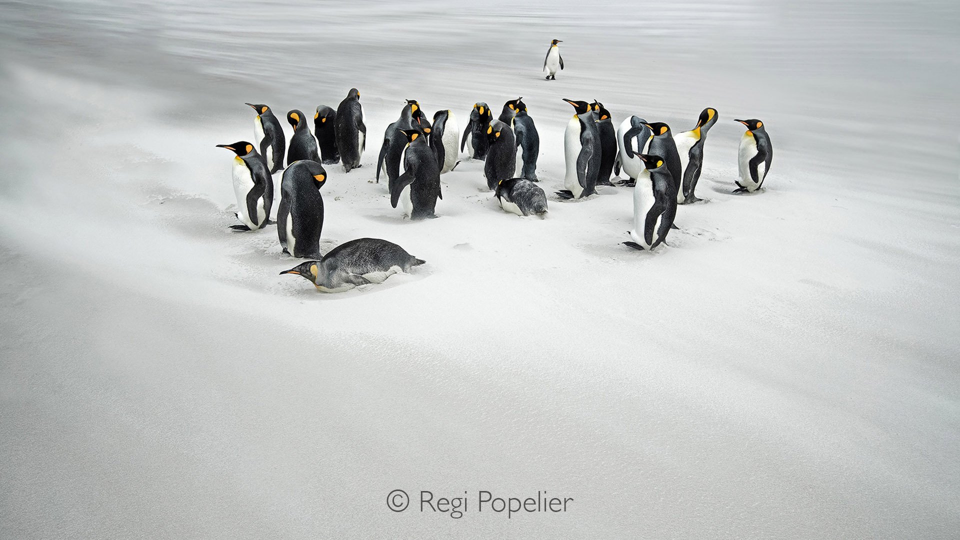 FAL003 -  king penguins gathering on the white beaches of  Volunteer Island.
