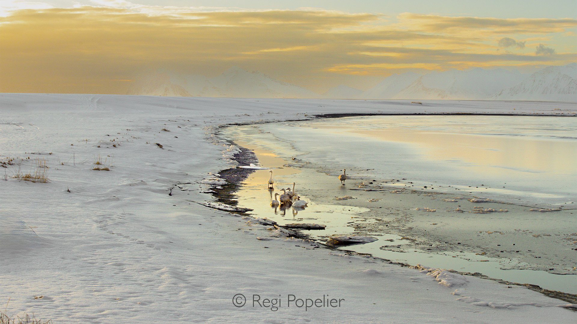 ICEL058 - Whooper swans near the coast, at sunrise. 