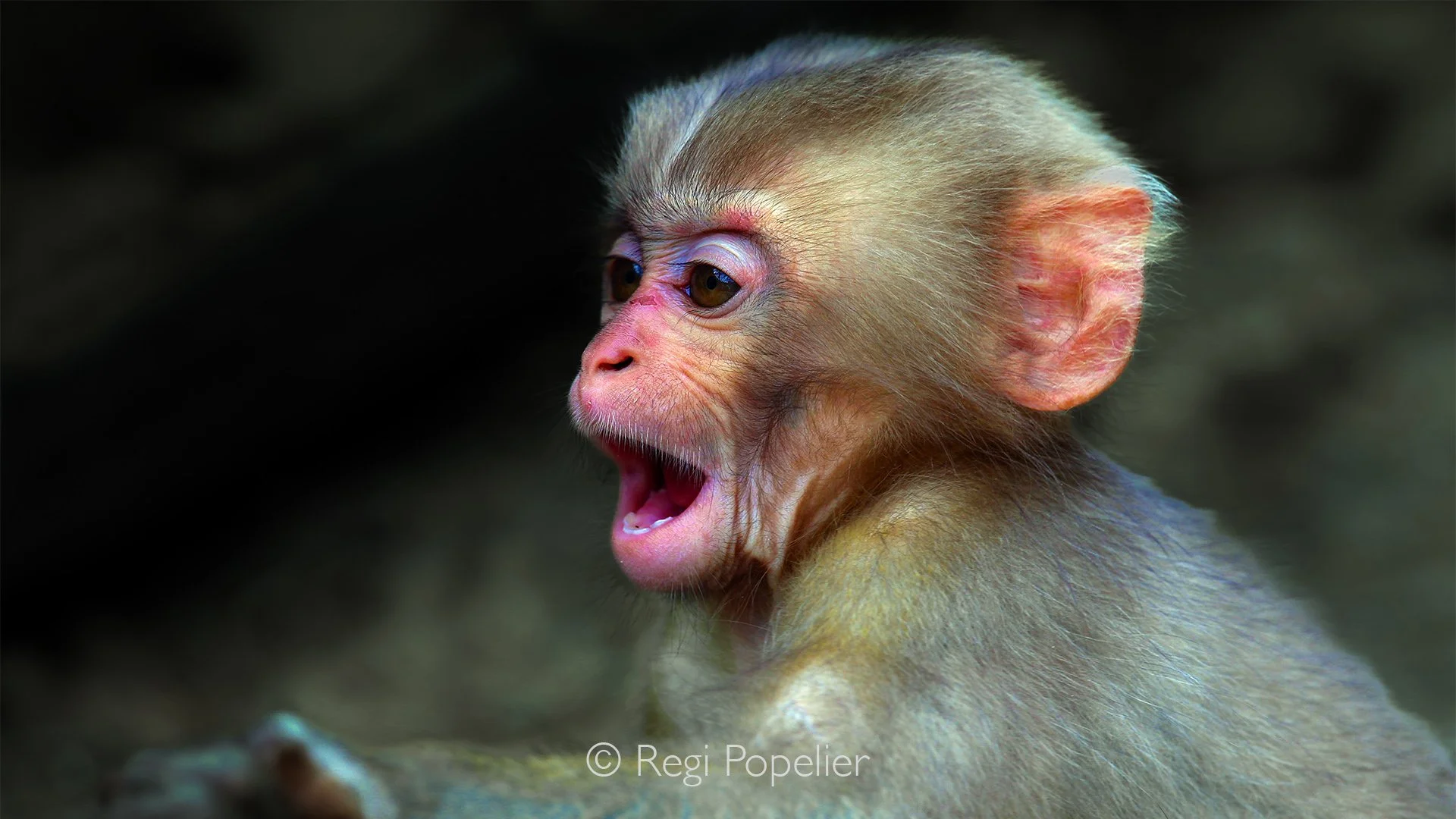 JAP014 - A playful close-up portrait of a young macaque.