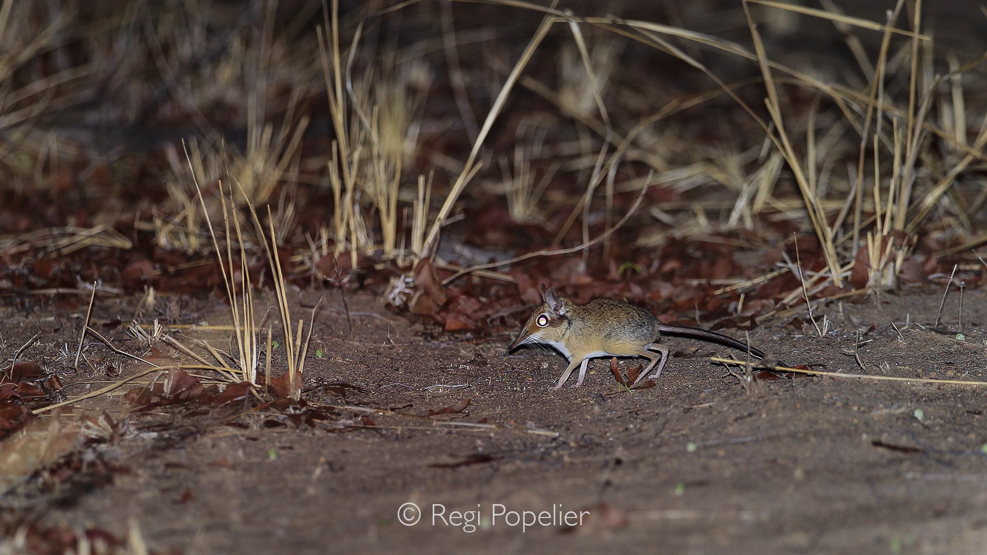 ZAMBIA018 - One of the small 5 small, the elephant shrew during a night safari.   