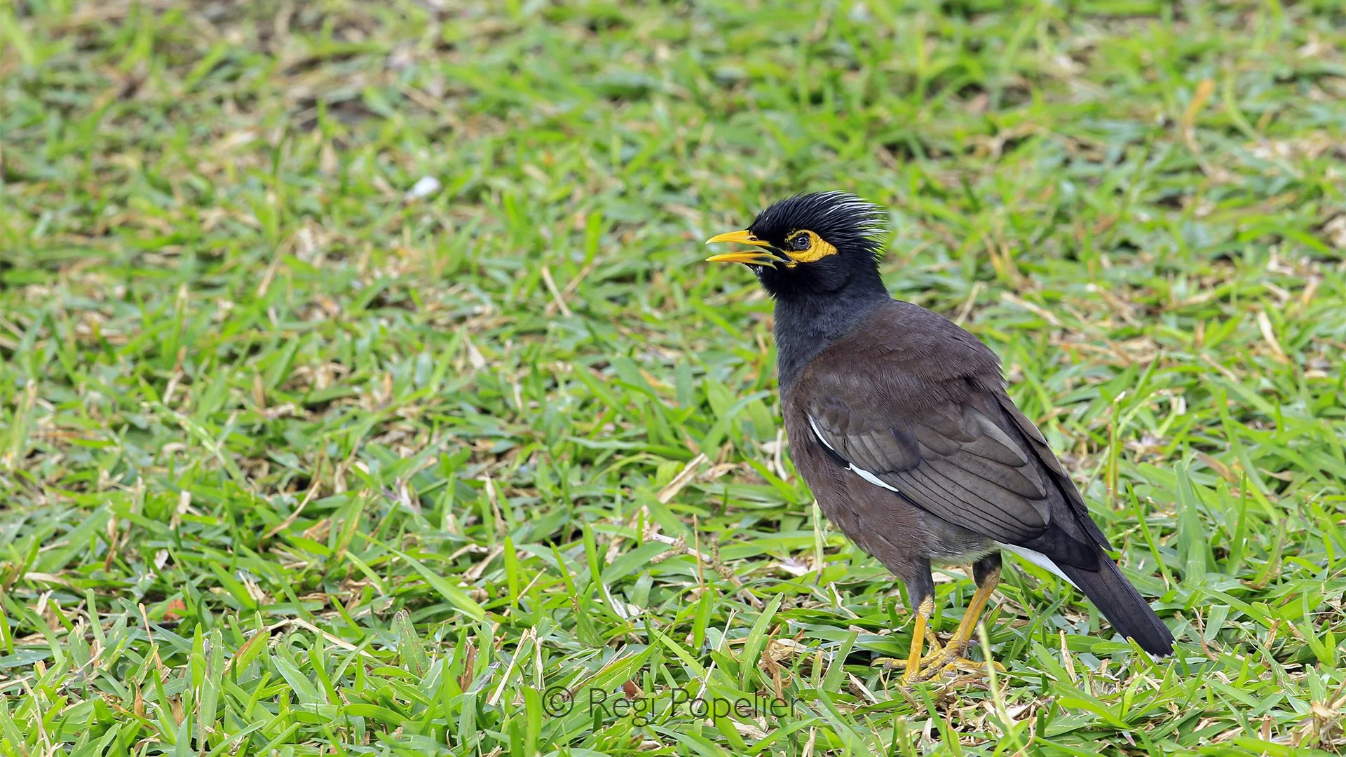 Seychelles019 -  Common Myna. 
