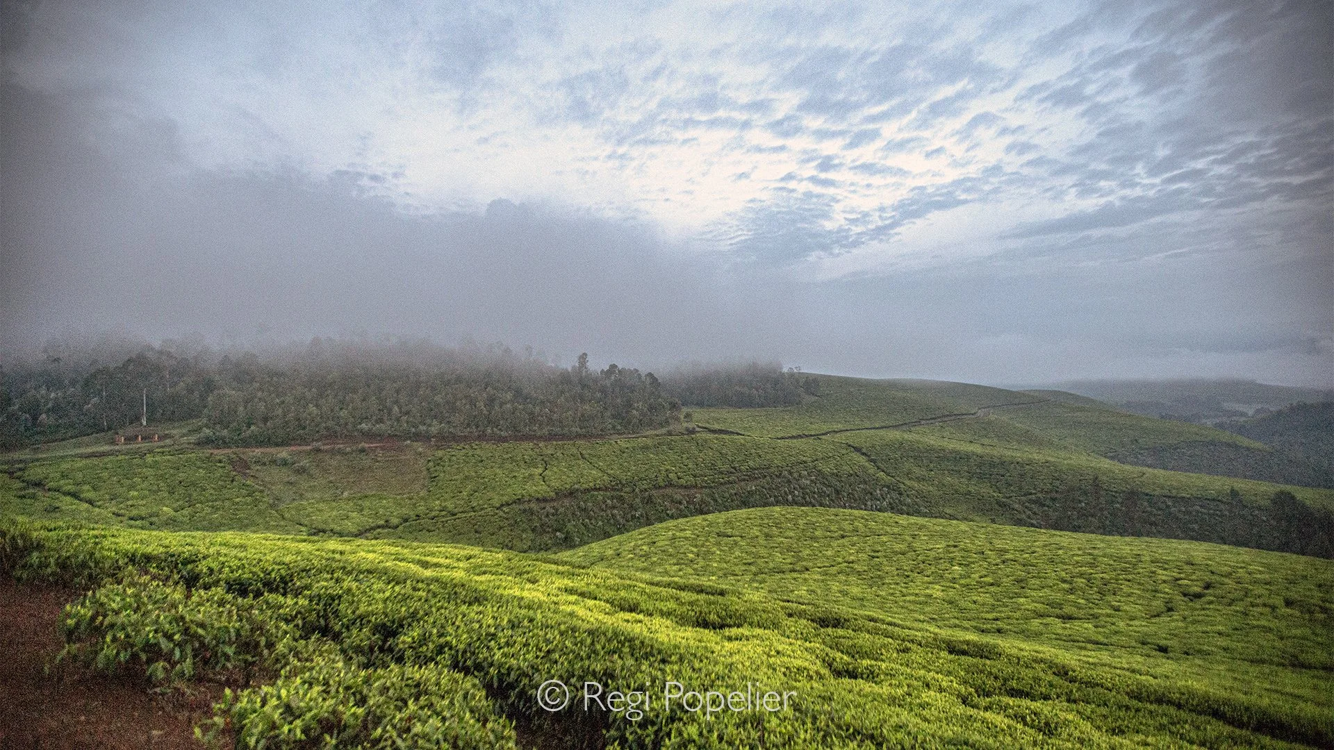 RWANDA058  - Rolling tea plantations stretch gracefully across Rwanda's hills, their perfectly sculpted rows following every contour of the landscape. The rich emerald patterns create a beautiful harmony between cultivation and nature beneath the sof