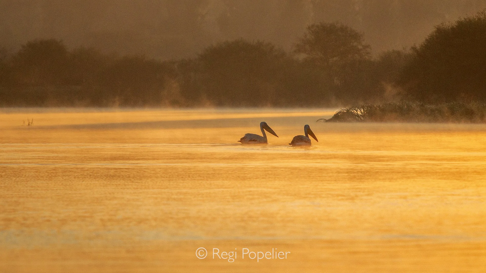 ETH003 - During morning at sunrise, pelicans are passing by in the foggy area. 