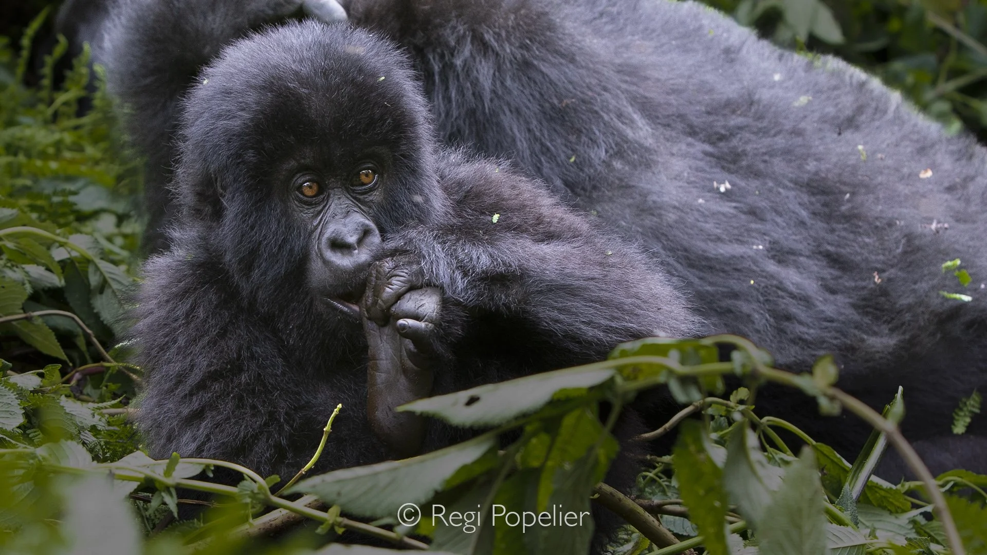 RWANDA021  - Full of energy, a curious youngster  stops to observe the photographers with unmistakable curiosity.