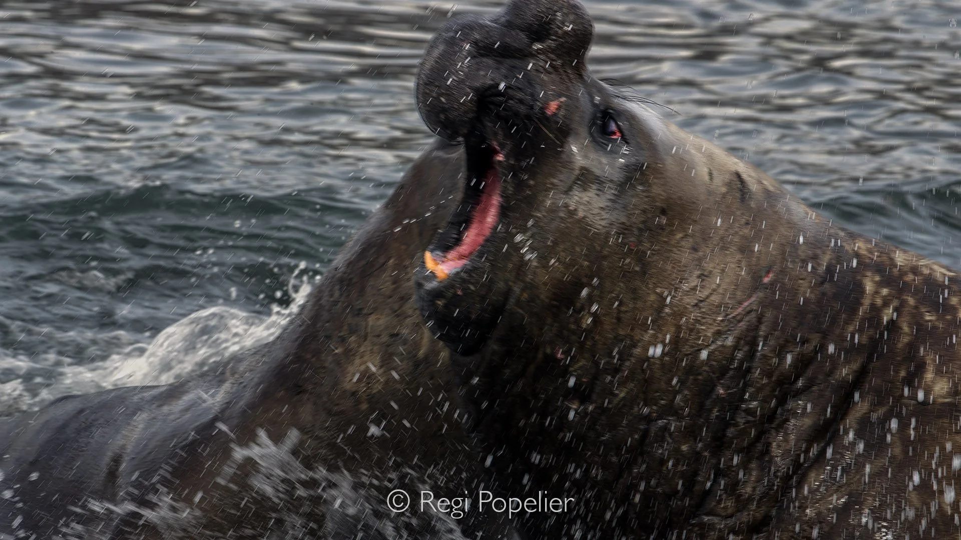 FAL047 - Slow motion  of two young elephant seals who are diluting for dominance.