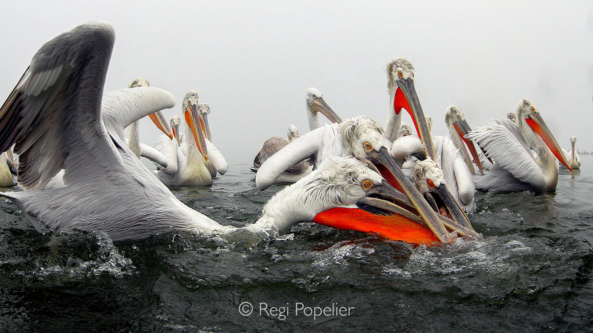 GRE010 - A cluster of beaks reached toward what the third pelican already held — the prize, a carp