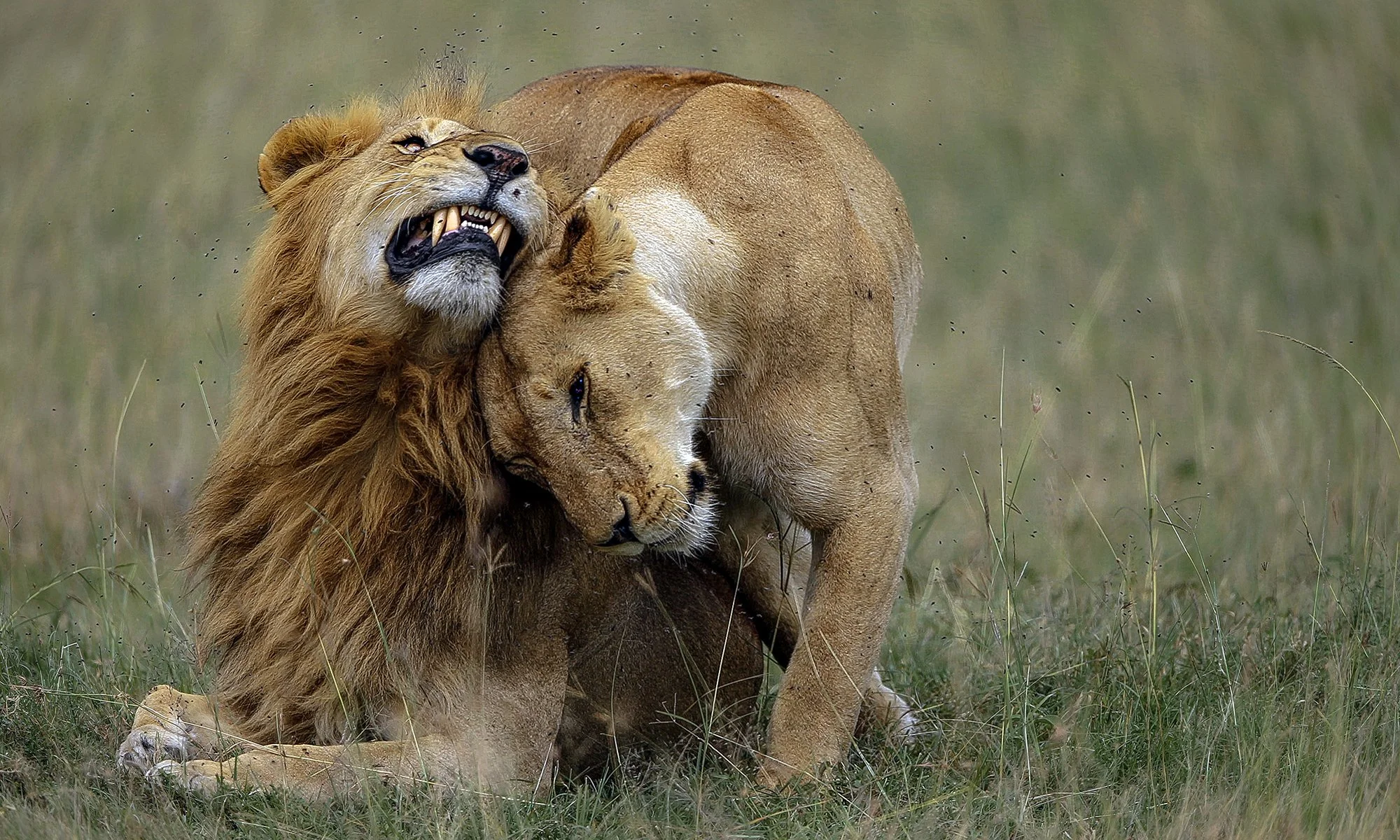 Tenderness ?