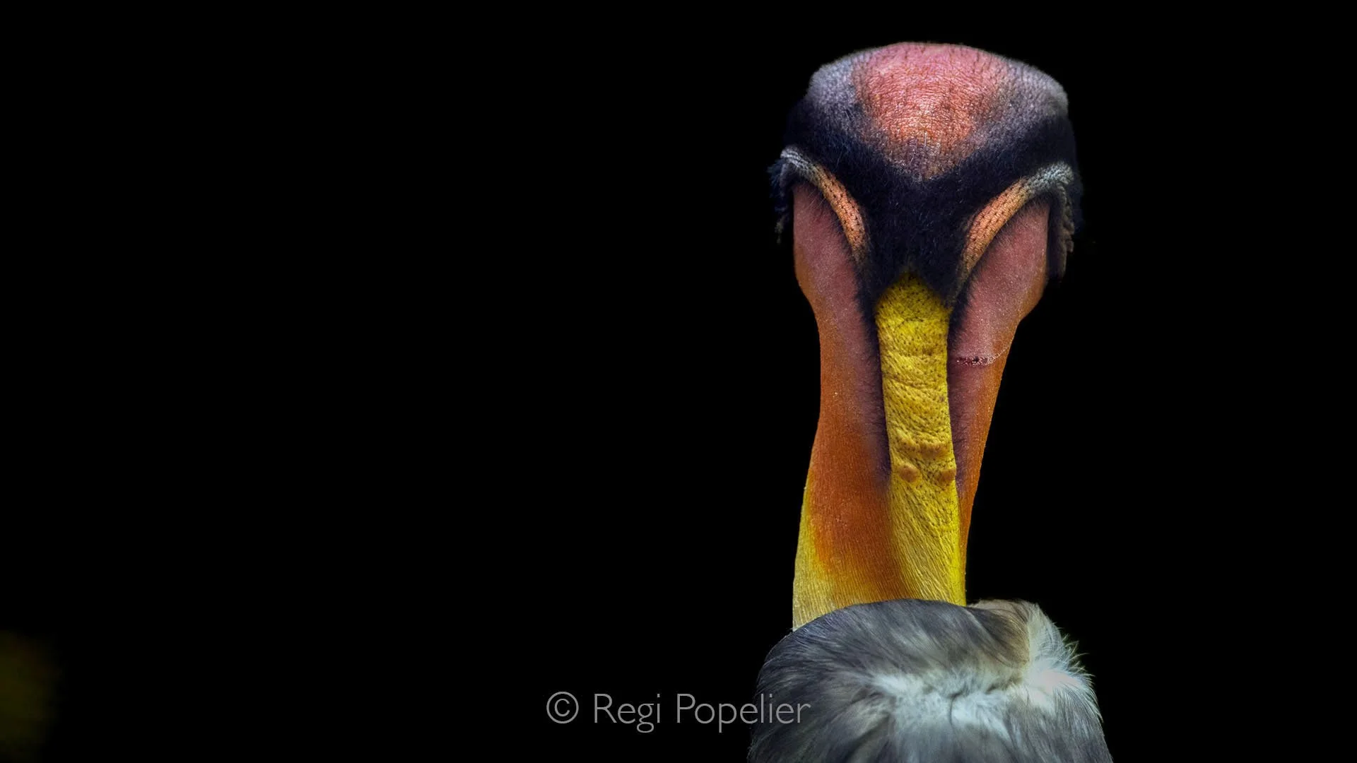 BRA006 - The stunning rays of color on the neck of a King Vulture, a vivid display of nature’s artistry.