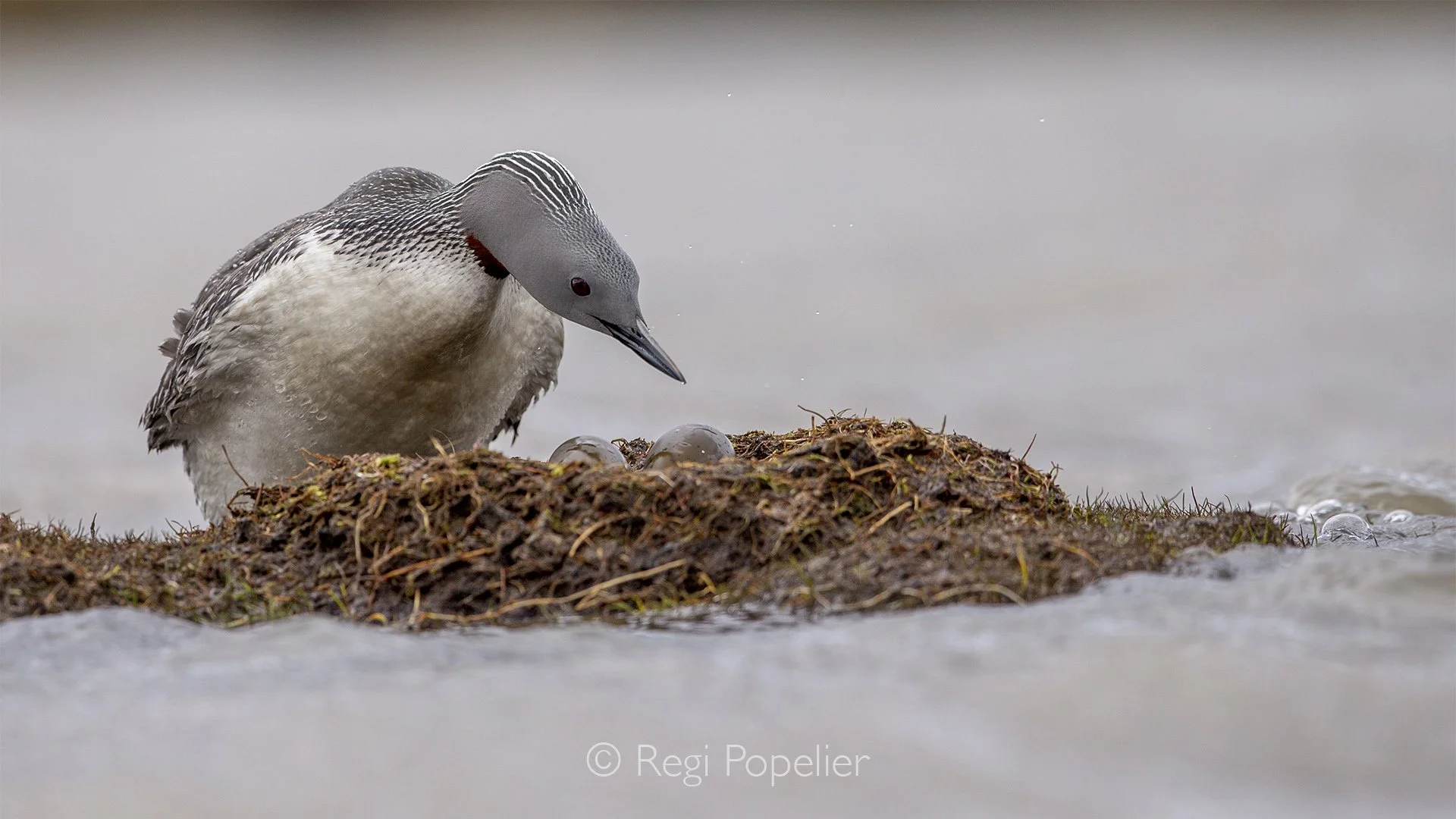 NPOLE073 - Star grebe, (Gavia stellata) female on her nest.