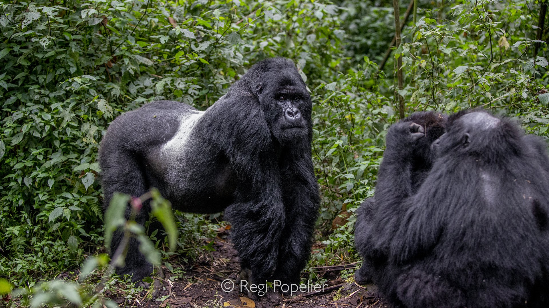 RWANDA030 - Powerful muscles tighten beneath thick silver fur as the dominant male reminds every member of the family who safeguards the group.