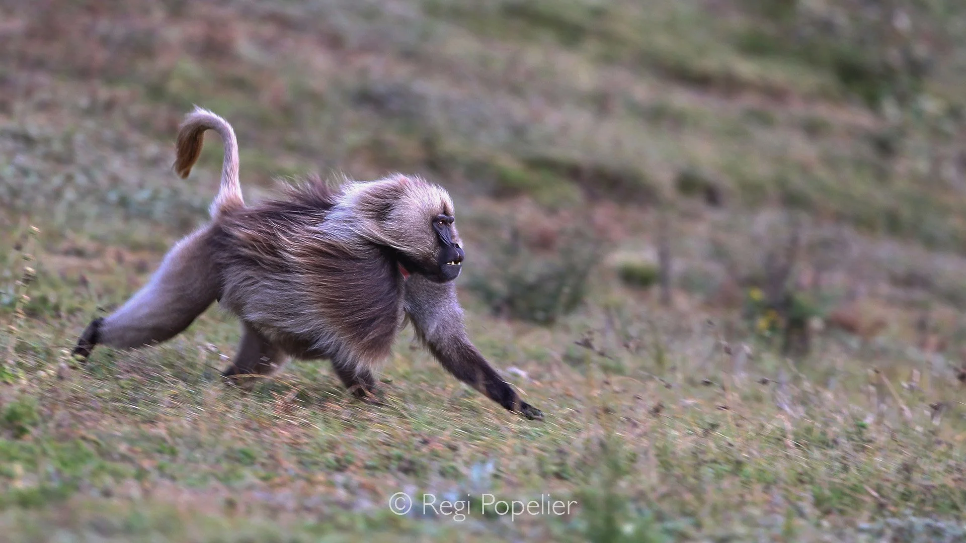 ETH070 - On the chase, gelada baboons  display  remarkable agility, swift, focused, and perfectly adapted to the rugged terrain.