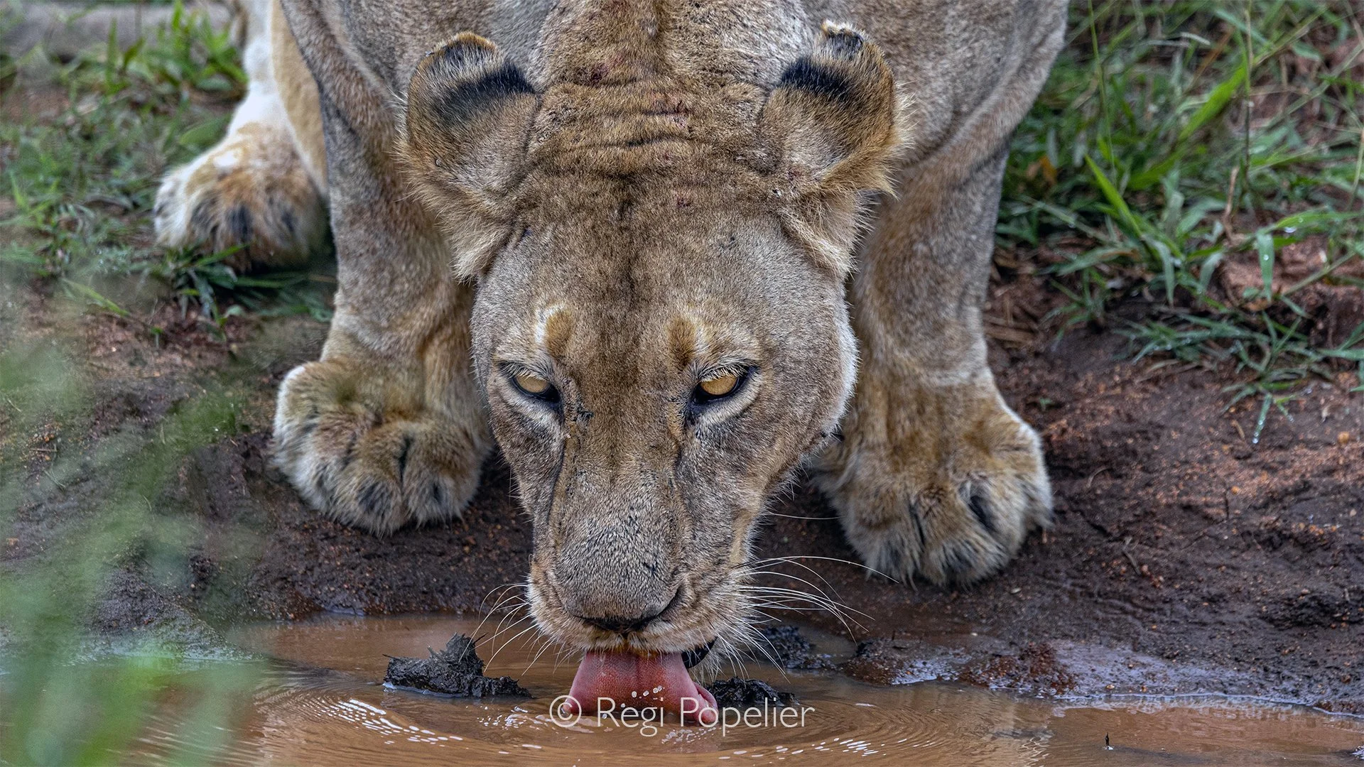 South Africa110 - Female lioness drinking at a waterhole. Simbavati Kruger. 