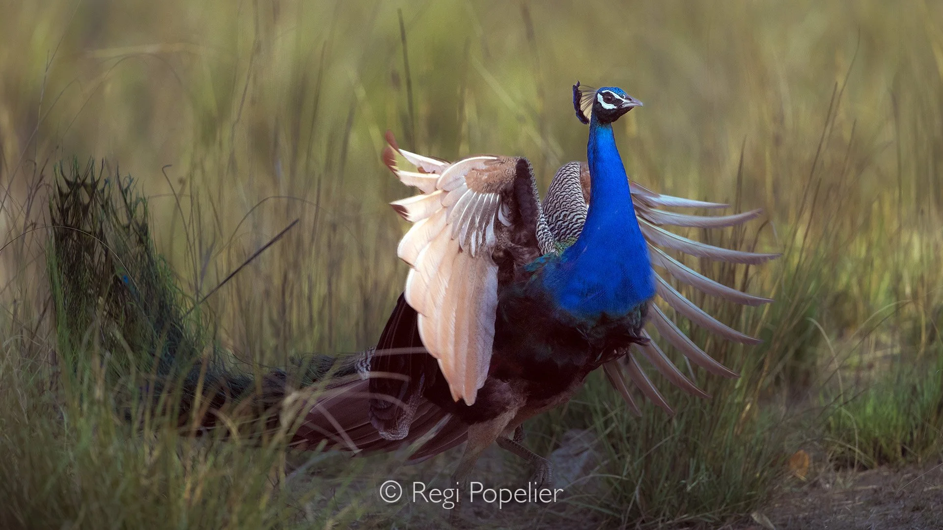 INDIA055 - Simply magnificent these birds 
