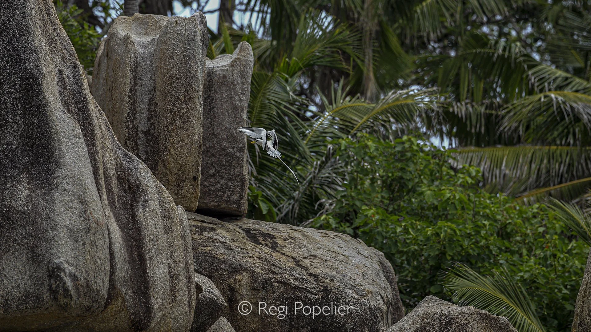 Seychelles021 - White tailed tropic bird ready for landing near his nest.