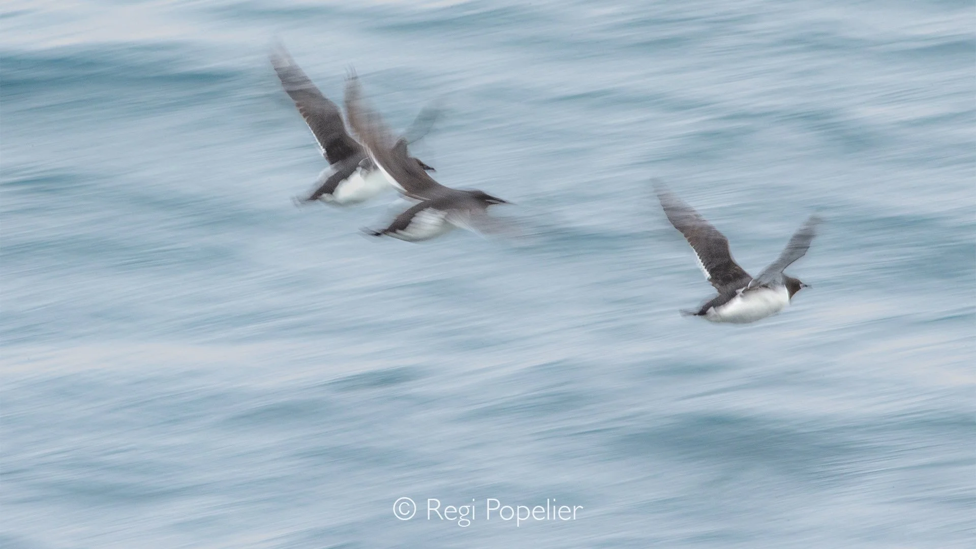 NPOLE058 - Little Auks in flight above the bleu tinted sea.