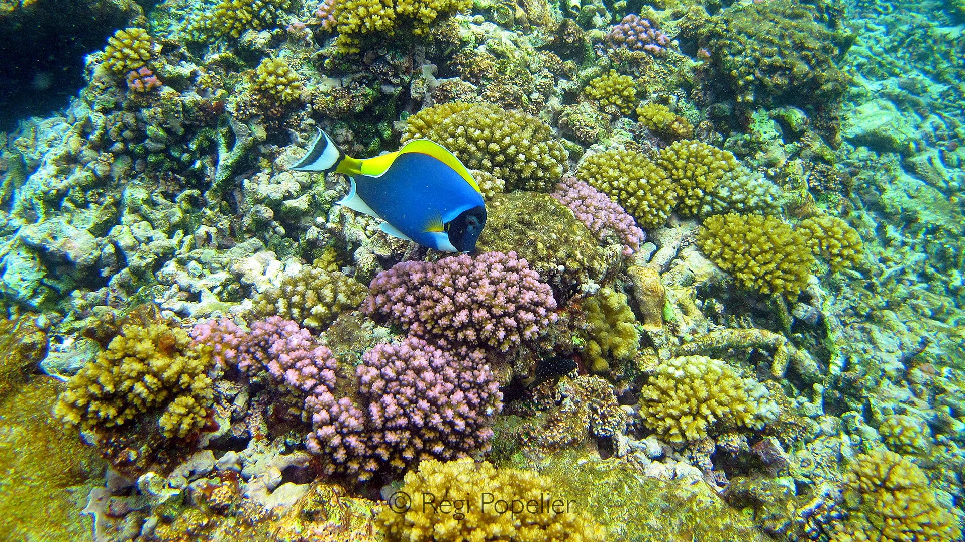 Seychelles008 -  Beneath the surface, the majestic white-chested surgeonfish (Acanthurus leucosternon) glides gracefully through a vibrant field of corals.