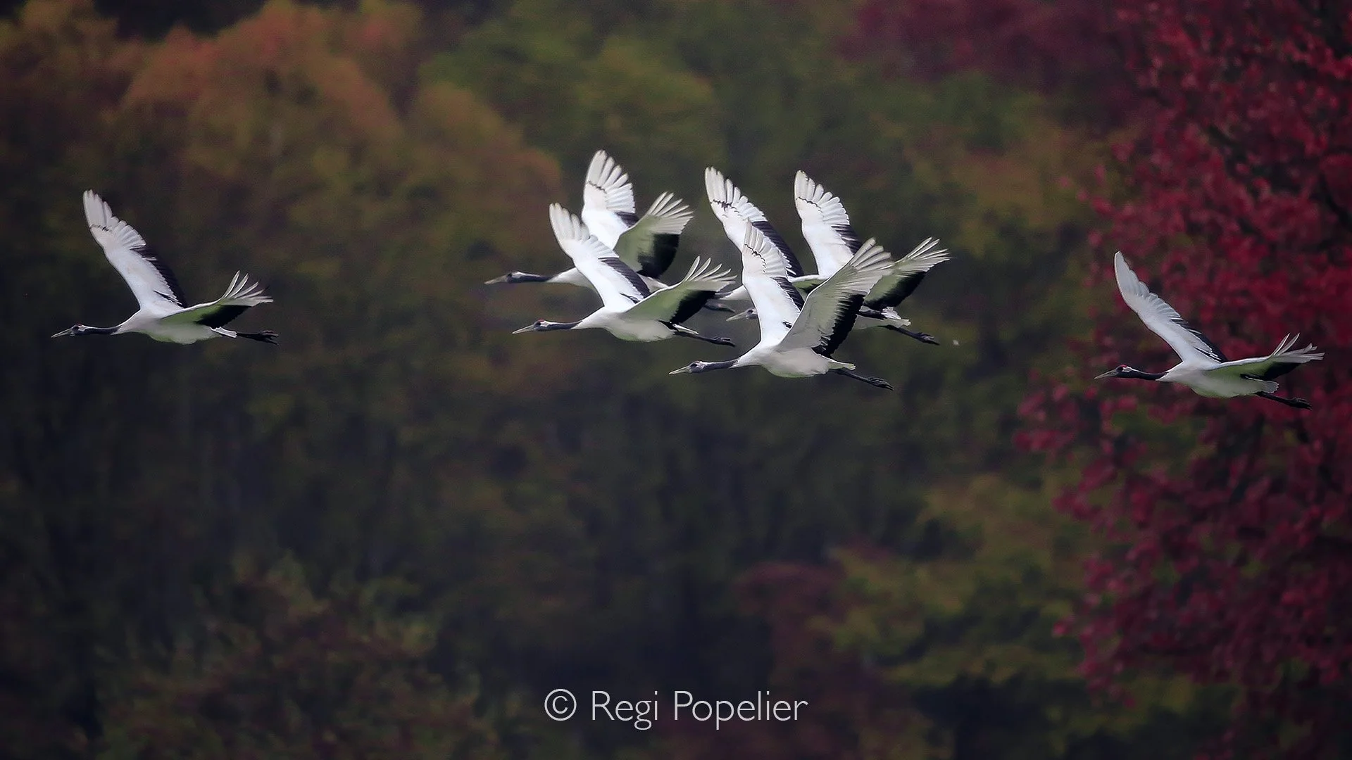 HOK001 - Patience and knowledge about the behavior of your topic is important and requiered 