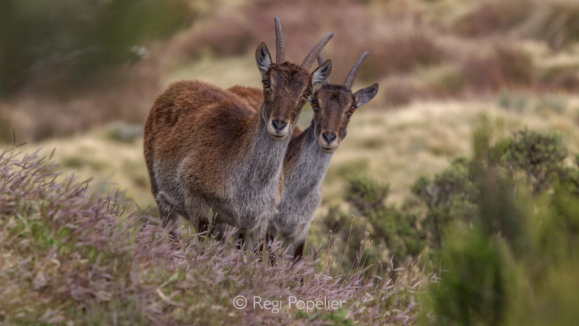 ETH077 - Ibex moves gracefully through the high grasses of the Simien Mountains, blending agility and alertness amid the rugged, windswept terrain.