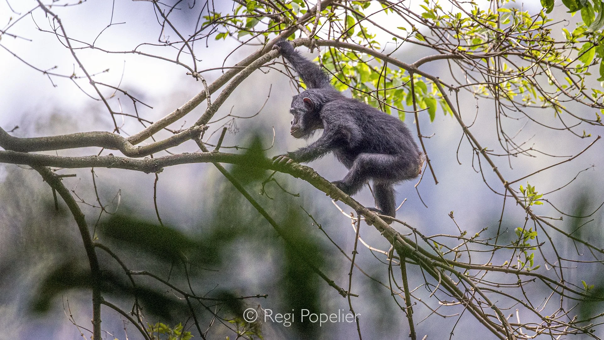 RWANDA040 - A young chimpanzee balances effortlessly in the crown of a towering tree, its playful curiosity reflected in every movement. For a brief moment it stops, looking directly into the camera before disappearing deeper into the canopy.