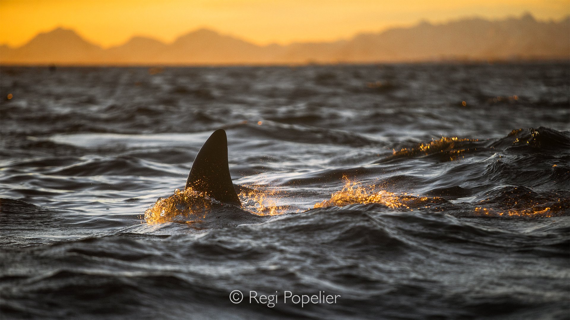 NORWAY026 - The last rays of the sun illuminate the dorsal fins of hunting orcas, creating a dramatic scene where light, sea, and wildlife exist in perfect harmony.