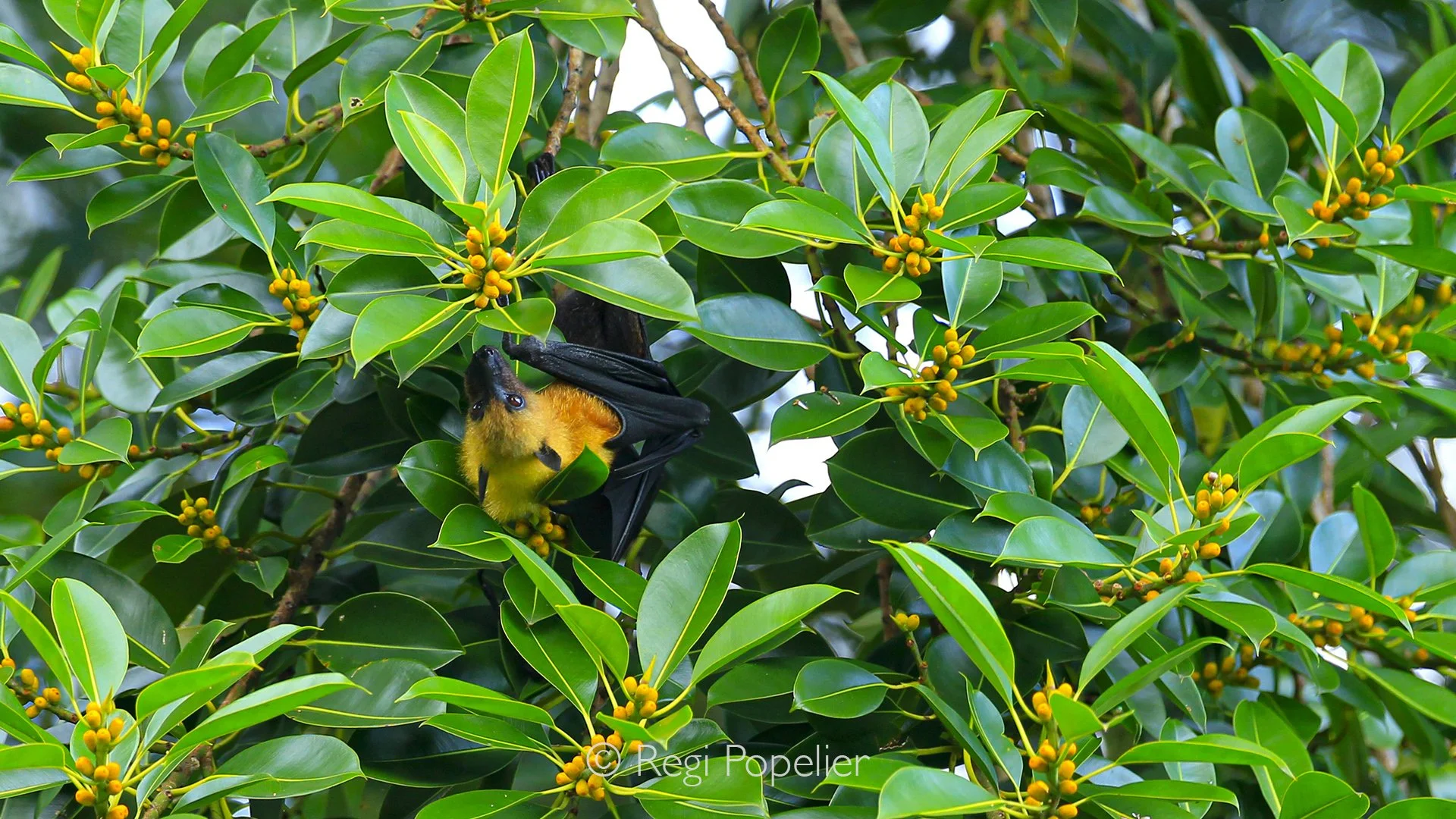 Seychelles013 -  High in the branches, a giant fruit bat hangs peacefully from the tree, its large wings folded around its body as it rests in the tropical shade.