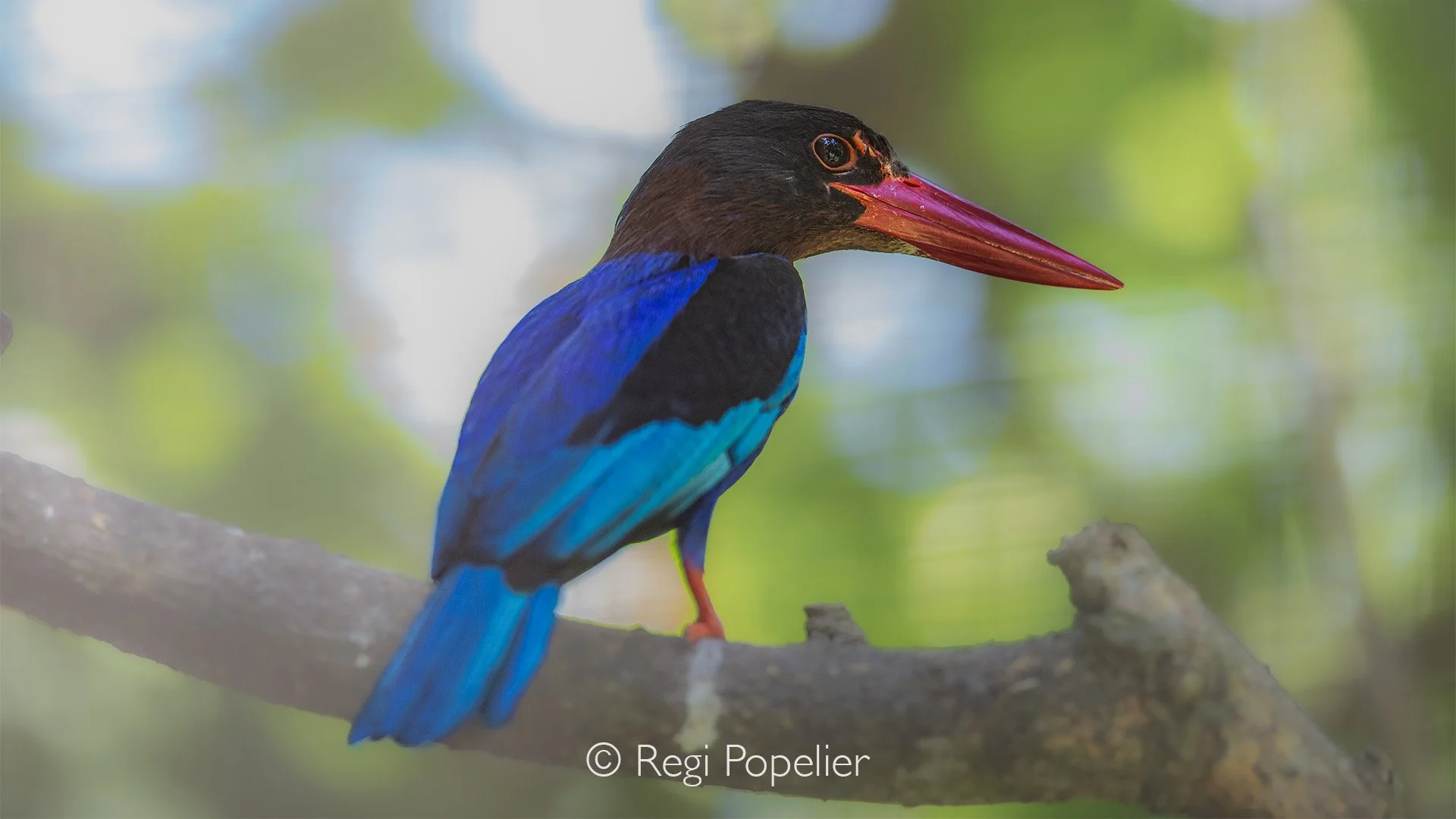 INDO060 - Javan Kingfisher (𝘏𝘢𝘭𝘤𝘺𝘰𝘯 𝘤𝘺𝘢𝘯𝘰𝘷𝘦𝘯𝘵𝘳𝘪𝘴). 
