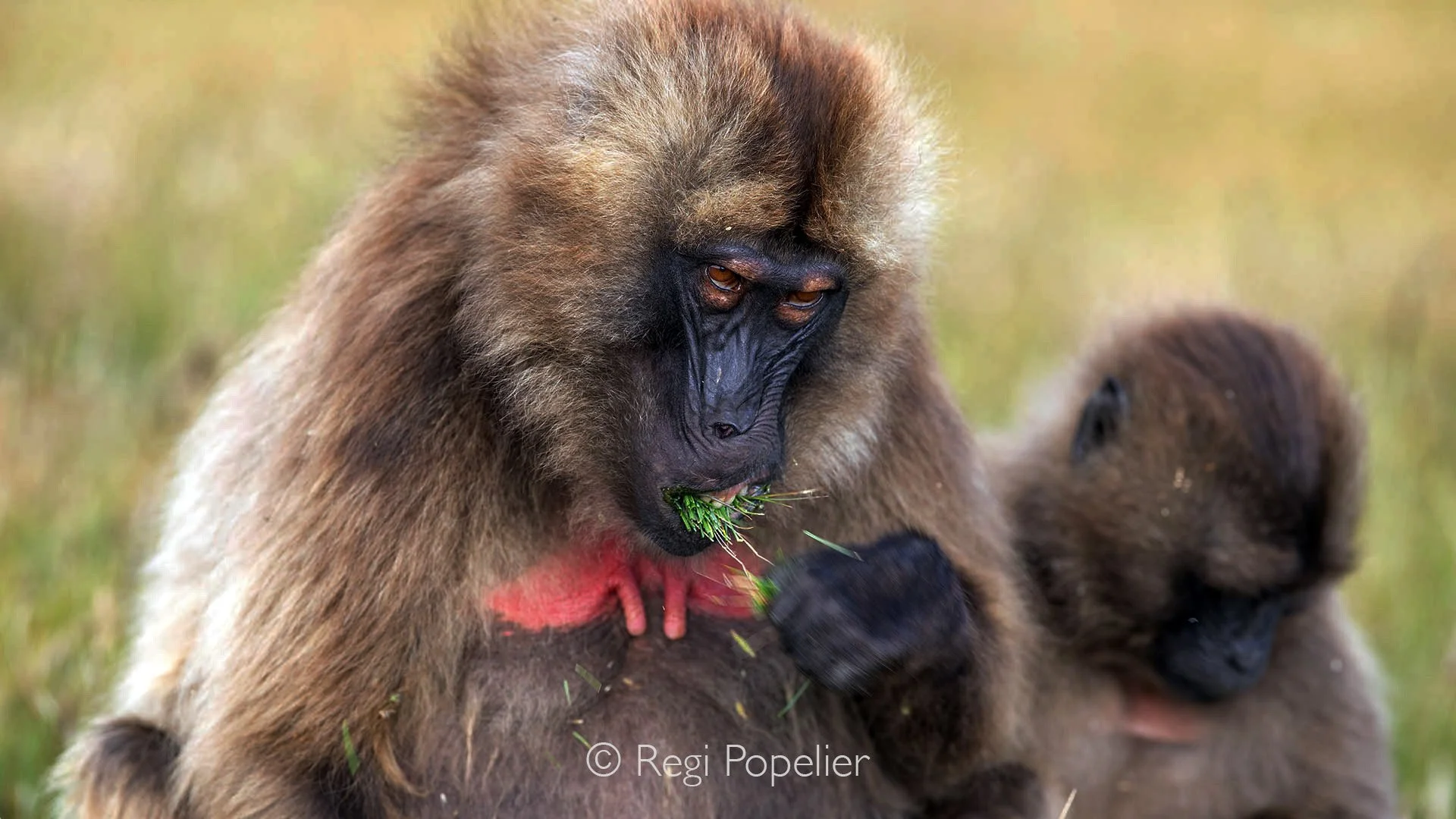 ETH067 - Mother gelada teaching her youngster while selecting grasses.