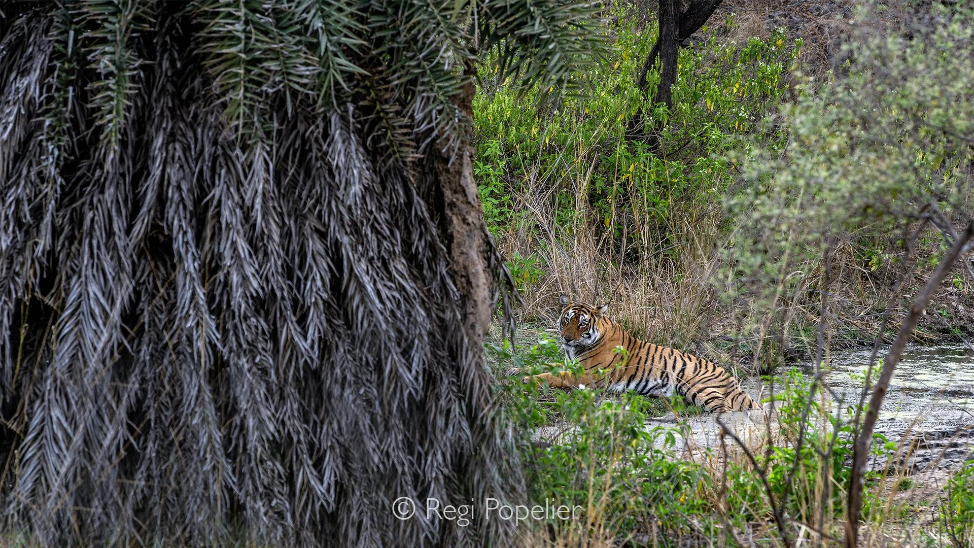INDIA036 - Arrowhead, that was the name of the famous tigress we followed for many day's  on a row during full day's safaris
