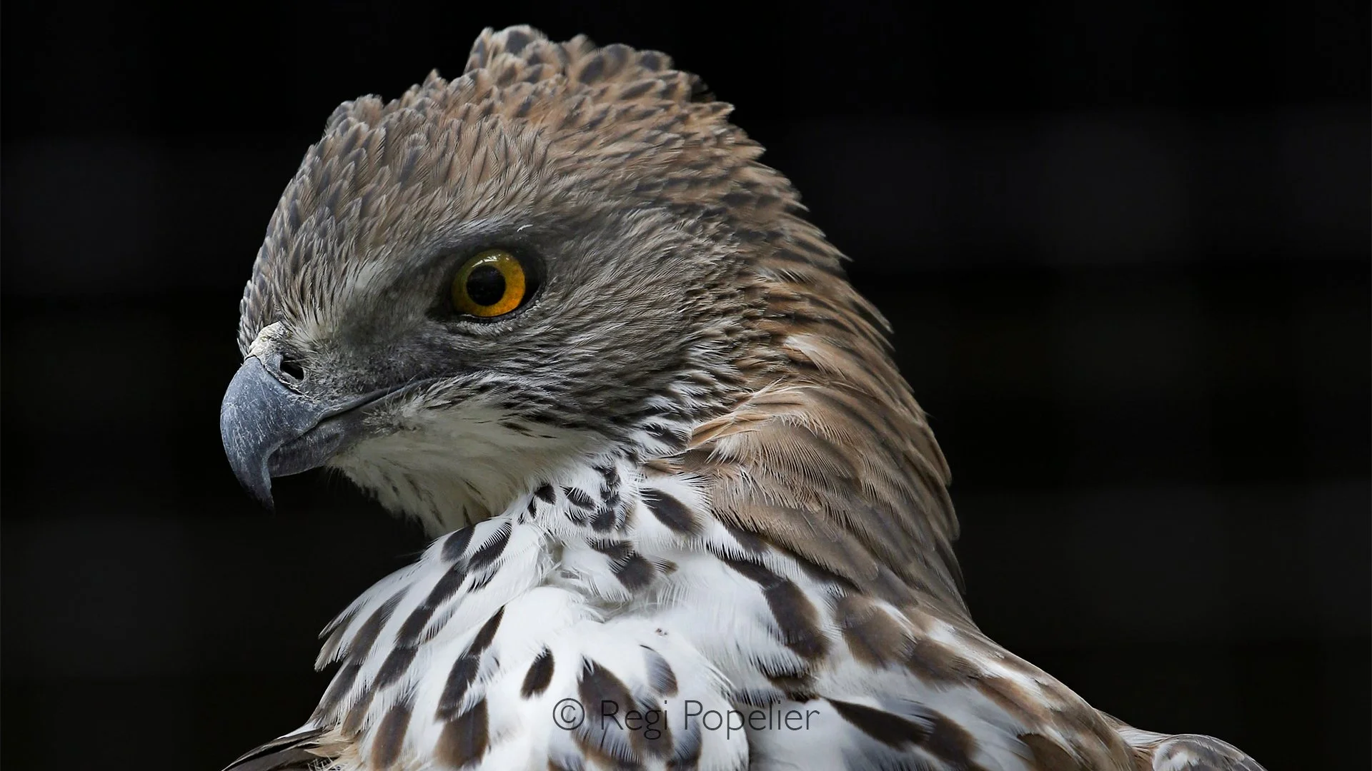MALAS004 - Changeable Hawk Eagle also called Crested Hawk Eagle. 
