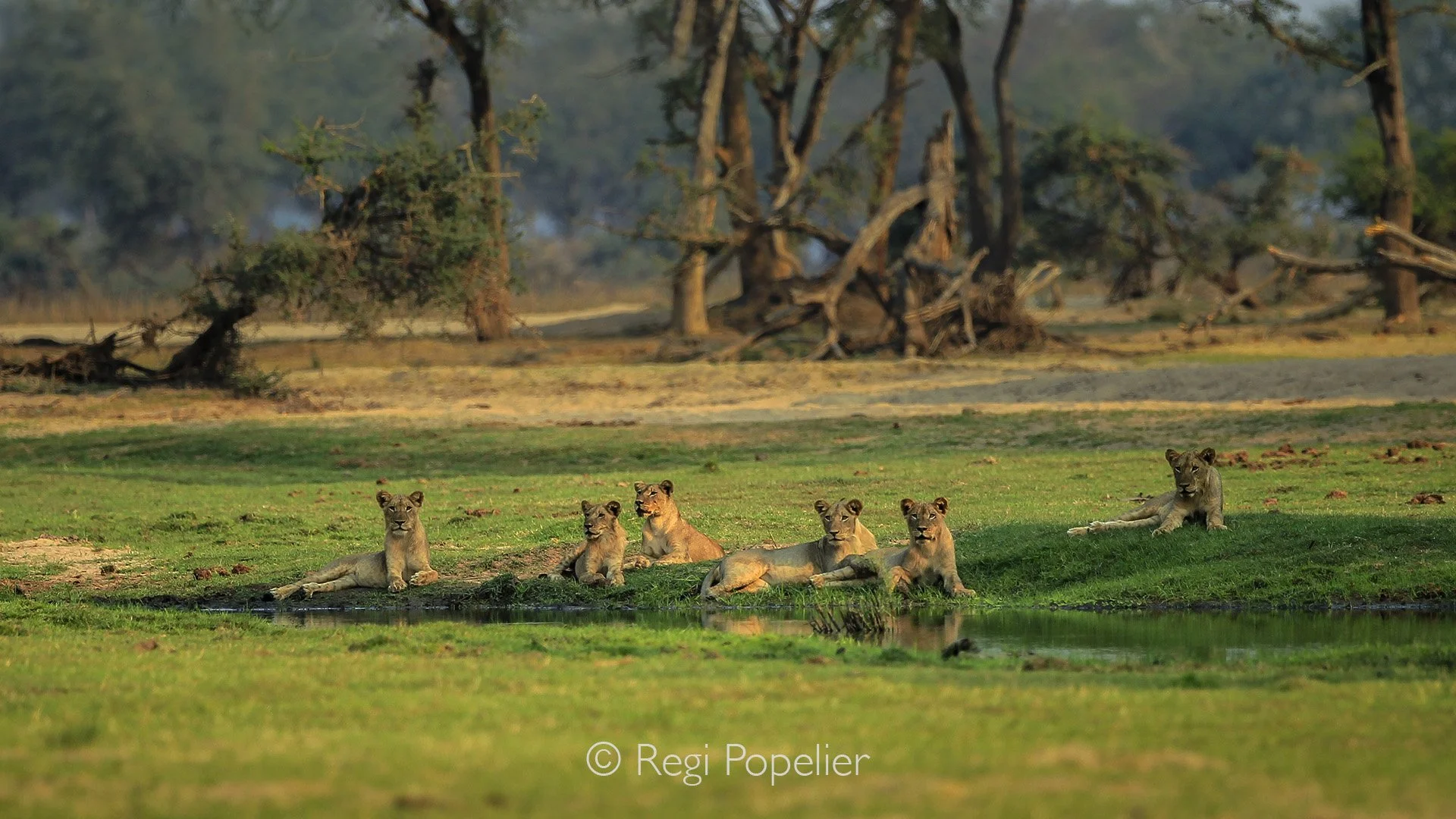 ZAMBIA010 - Still to weak, the troop lies down to rest and recover its strength. 