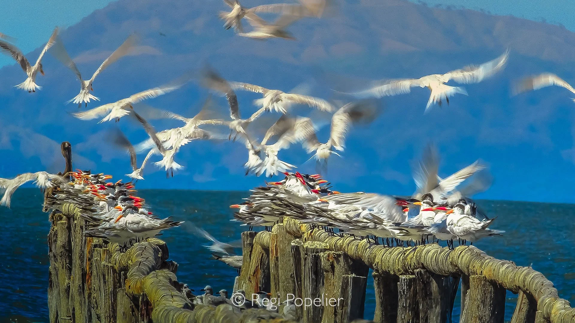 CR003 - Full line of elegant terns perches along the railings of a coastal bridge in Costa Rica, their sleek silhouettes reflecting the serene rhythm of the nearby waters.