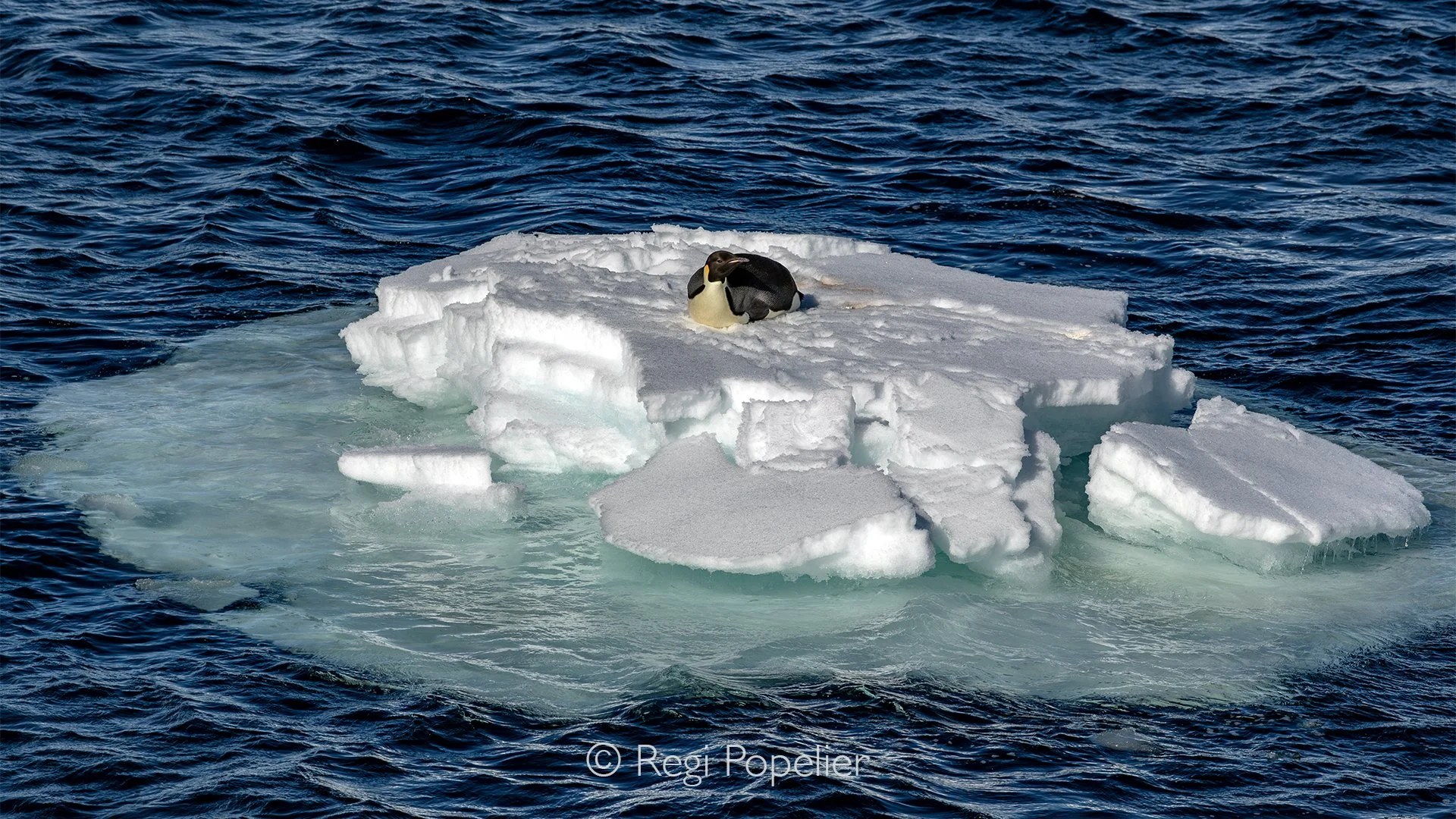 ANT021 - During my stay in Antarctica I've only seen twice the imperor penguin, this was one of them while we passed with the boat , he was resting on this small  iceberg. 