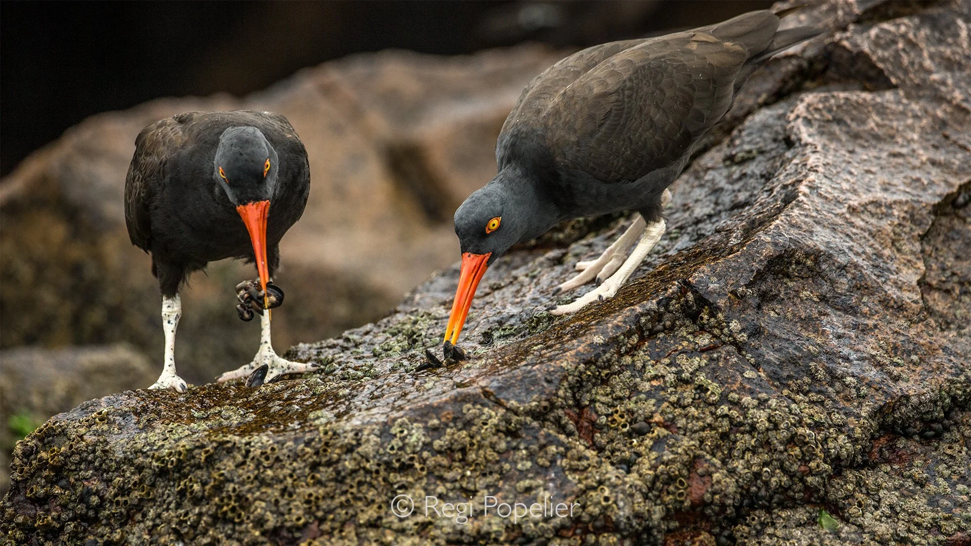 PERU018 - Along Peru’s rugged coastal rock formations, black oystercatchers move carefully between the waves, their bright red bills perfectly adapted for searching among the rocks for hidden shellfish.