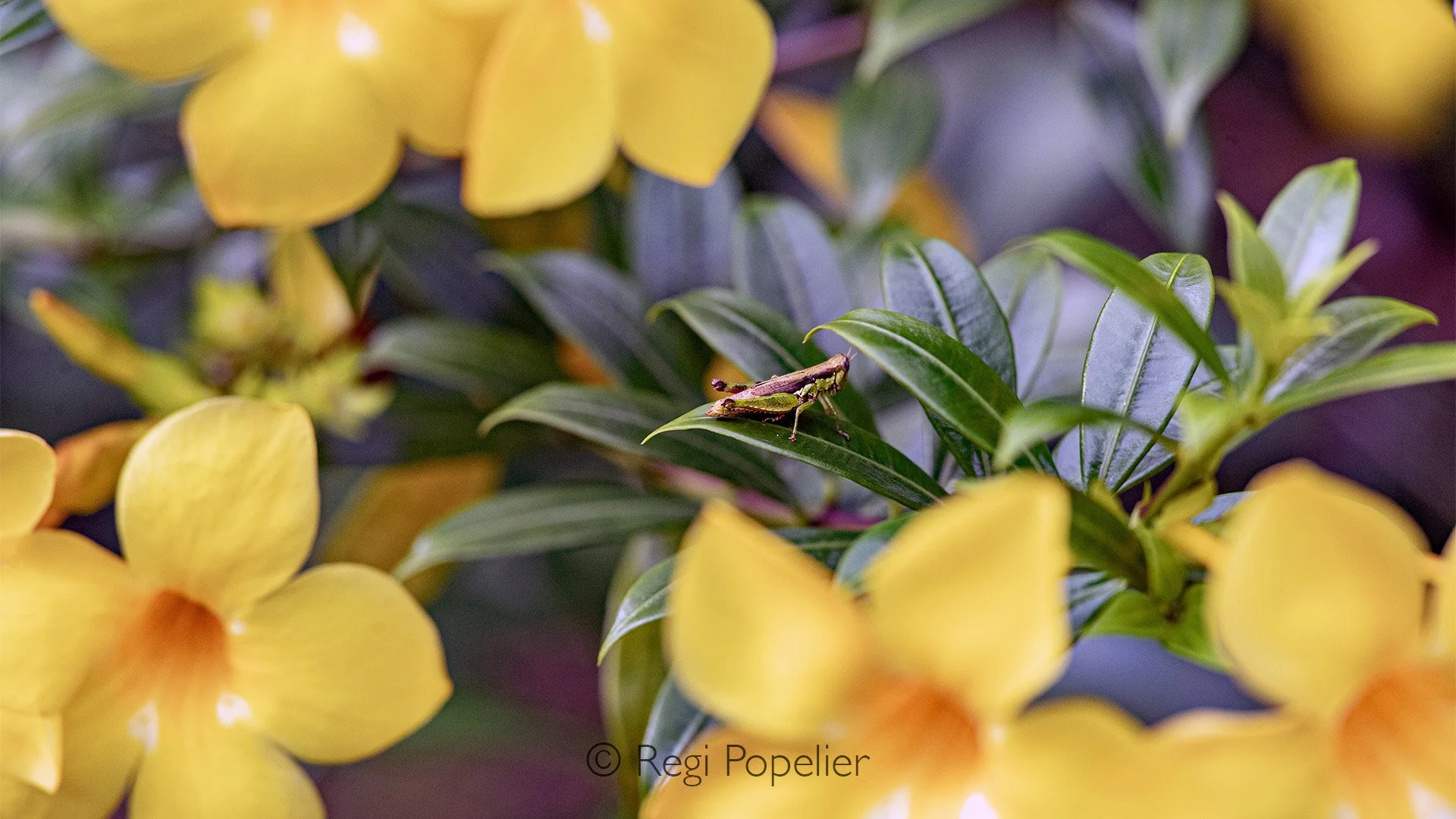 INDO061 - most probably a donkey face grasshopper 