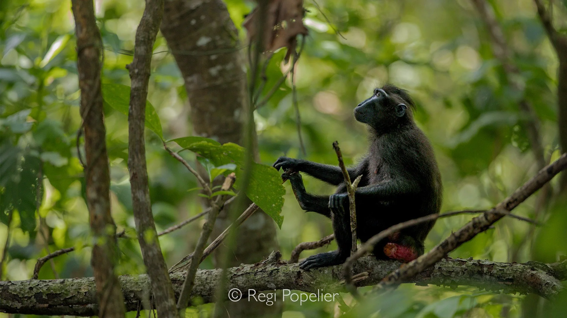 INDO042 - A female black crested macaque in Tangkoko, Sulawesi. Her bright red hindquarters indicate she is in heat.