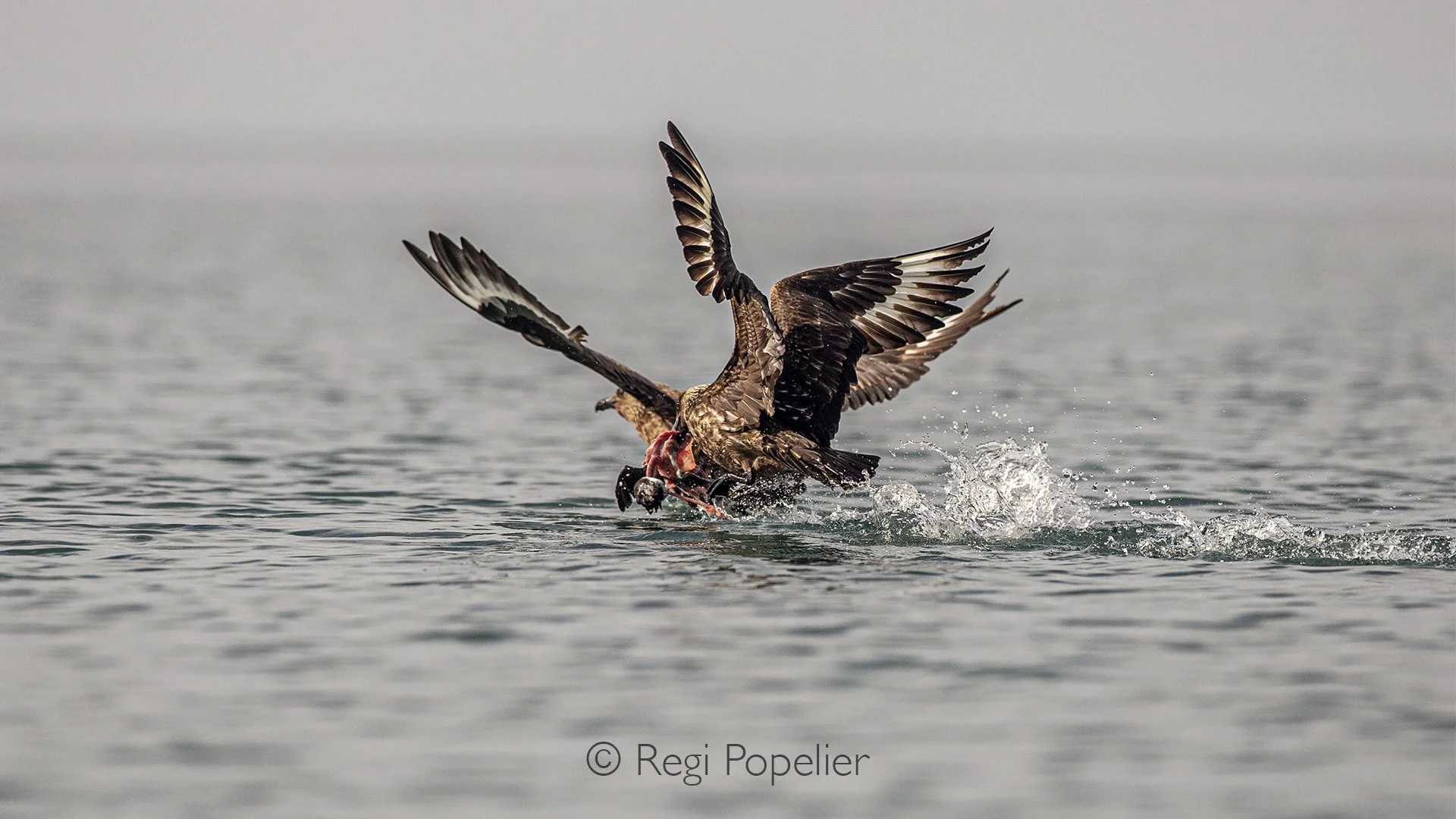 NPOLE065 - Two Skua birds fighting for the left over of a dead bird.