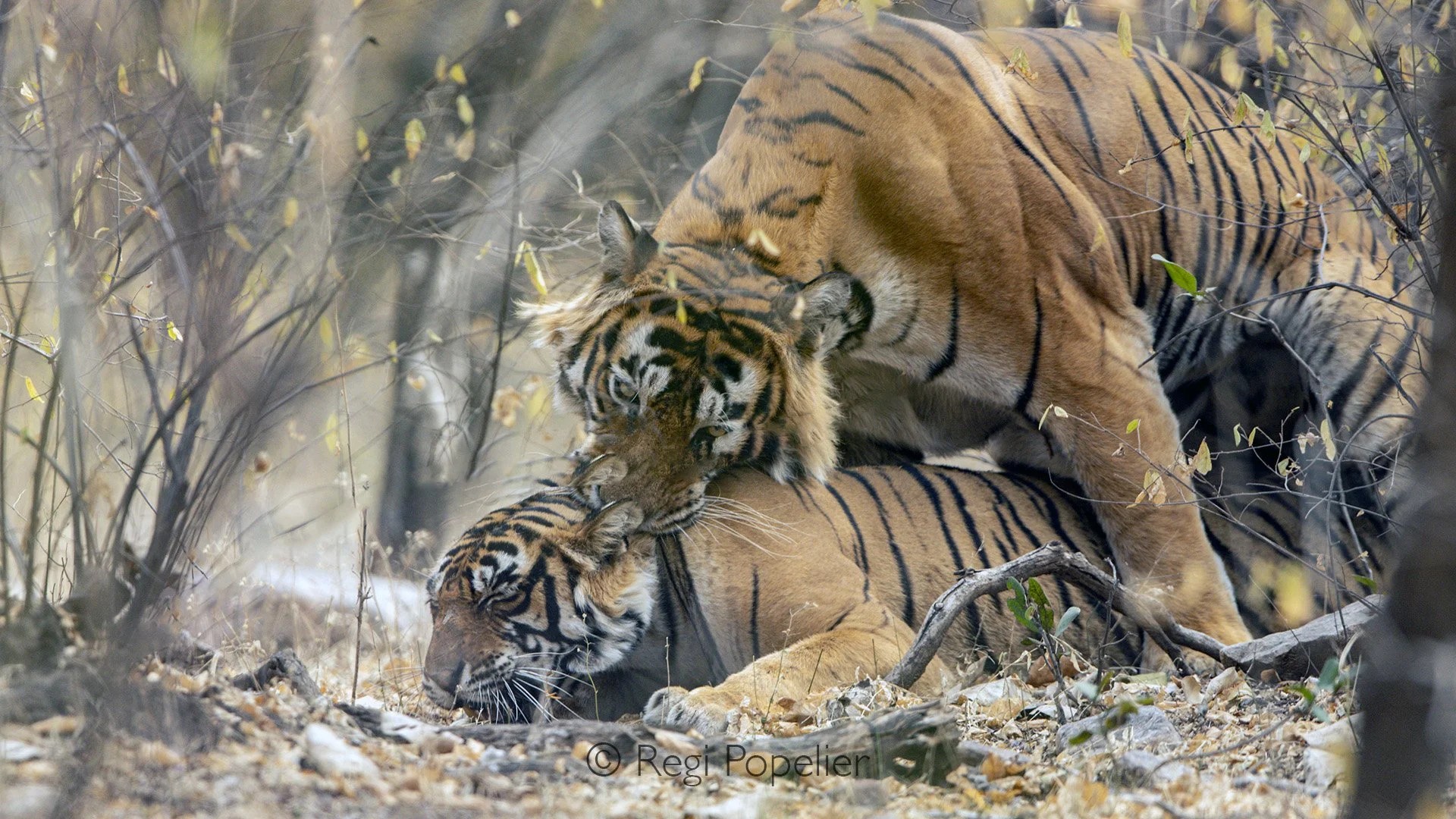 INDIA040 - i was lucky to have a encounter with mating tigers, although not in the best position to photograph them, Happy with this shot  
