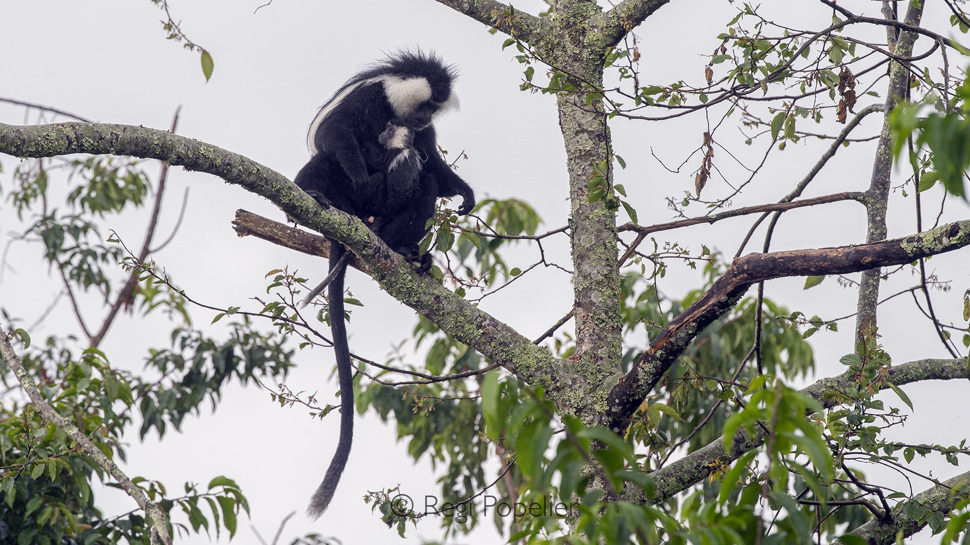 RWANDA057  - A protective mother sits comfortably among the upper branches while her growing juvenile remains close beside her. The youngster carefully watches every movement, learning to navigate the canopy under the quiet guidance of its experience