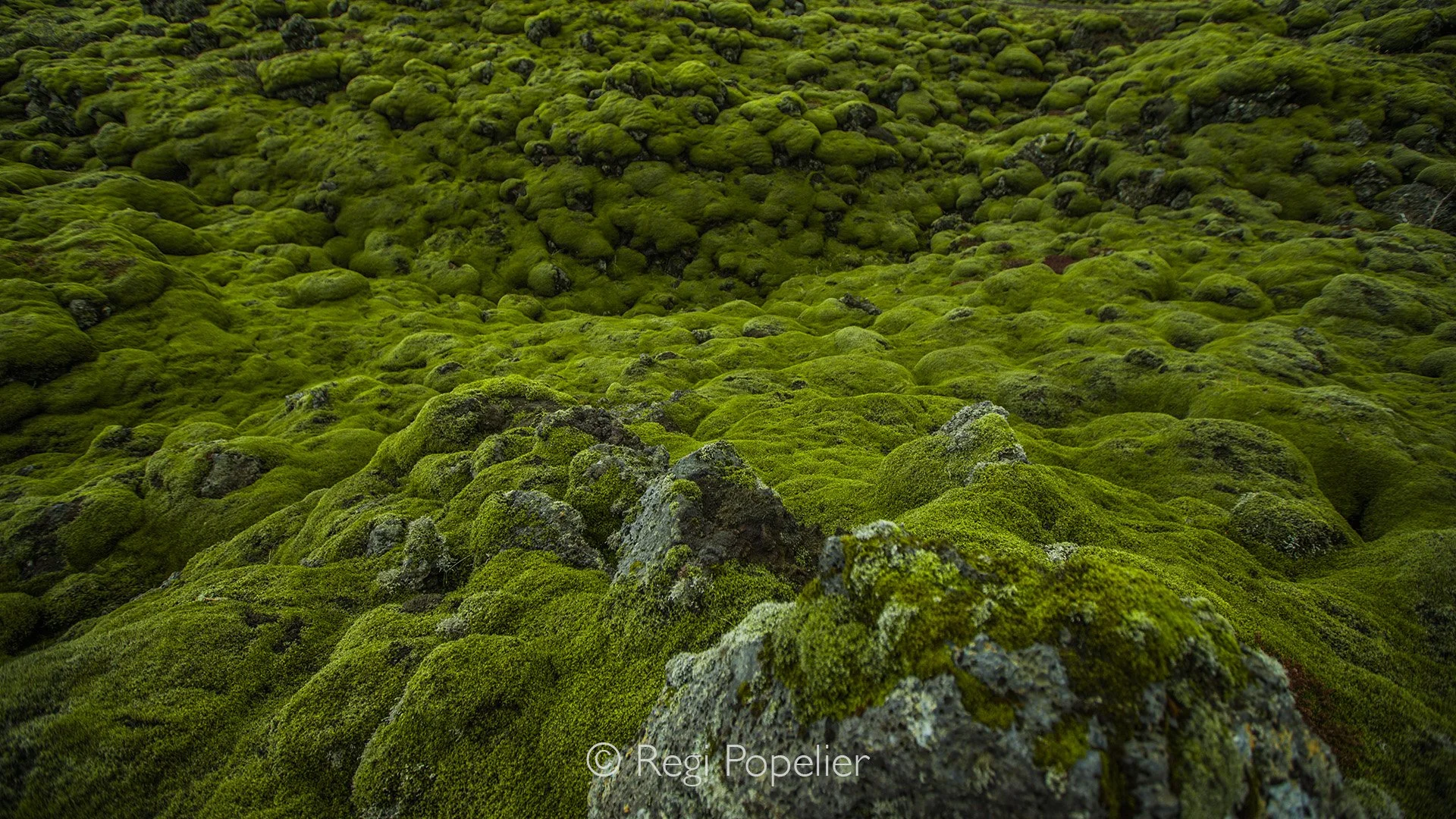 ICEL007 - Through the eyes of a nature photographer, Iceland’s moss feels like a living tapestry draped over ancient lava. It spills across the black, hardened rock in soft waves of green, turning a once violent eruption into something almost tender.