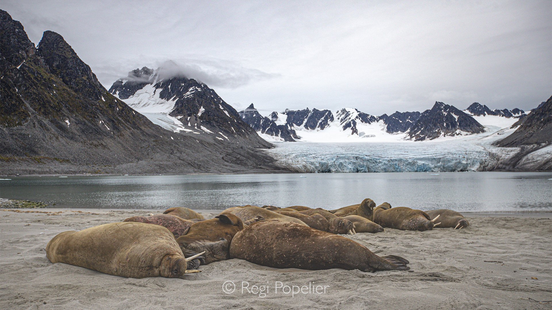 NPOLE017 - Walruses rest on the beach with the mountains of Svalbard rising in the background.