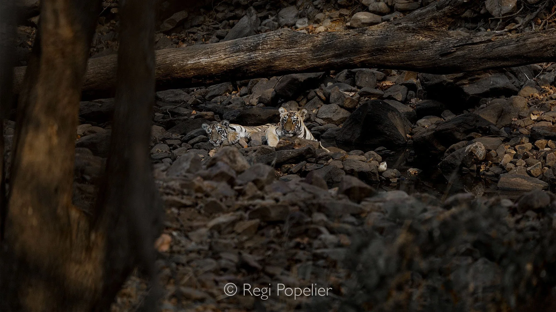 INDIA097 - 2 juvenile tigers in the rocky area  at Tadoba NP.