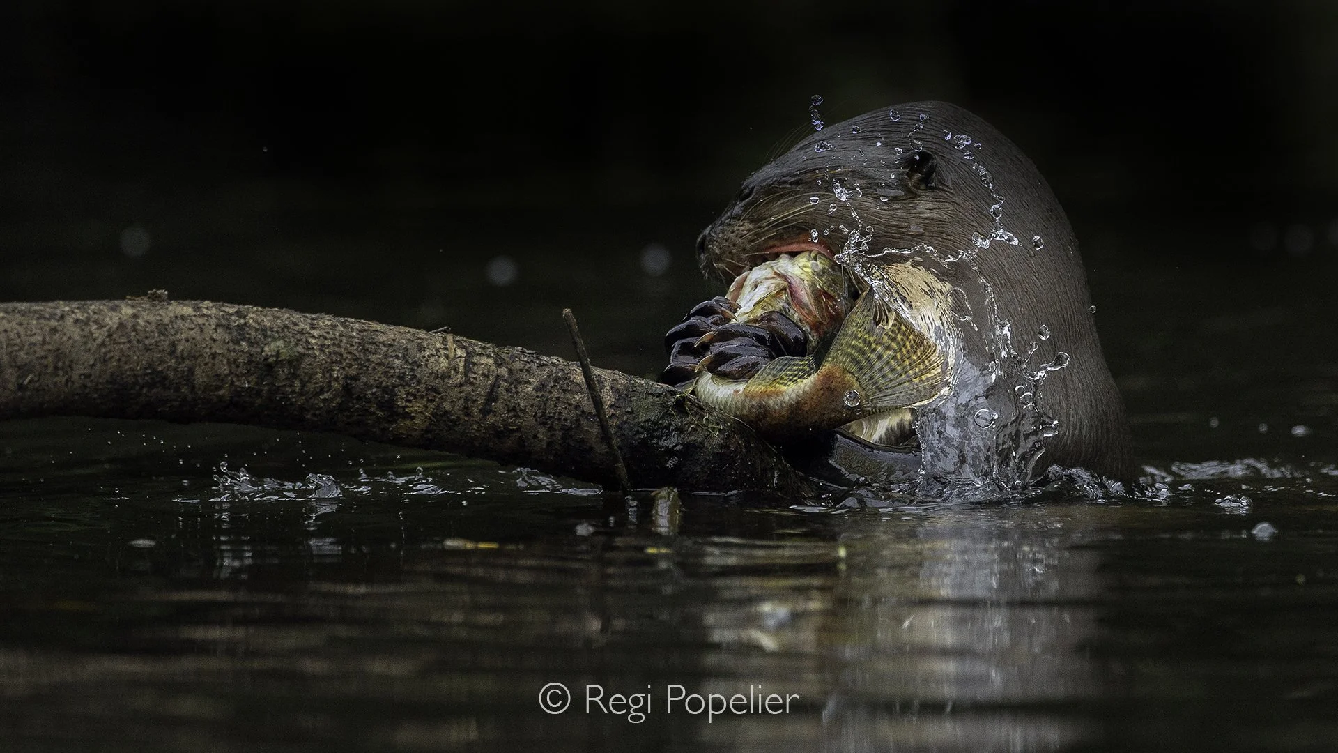 EQ002 - The giant otter emerges from the water, clutching a large chiclid in its powerful jaws. Droplets splash around as it feasts, its sleek, muscular body glistening in the sunlight, showcasing both its strength and agility in the riverine habitat