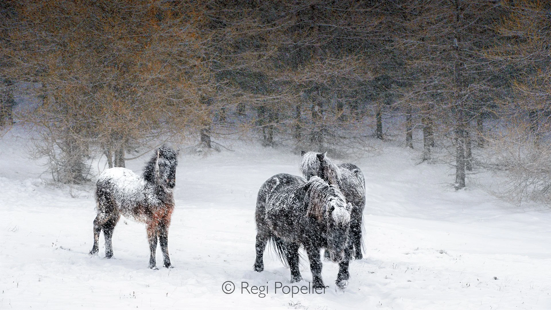 ICEL057 - As snow falls, Icelandic horses turn to the tree area, seeking for shelter.